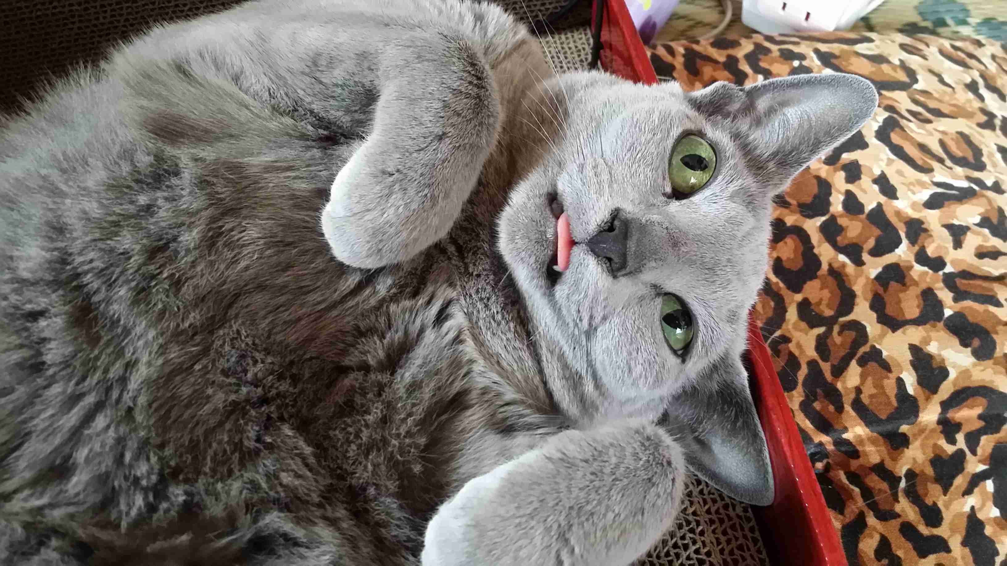 (身バレしない程度に)お宅の猫ちゃん見せてください!part3
