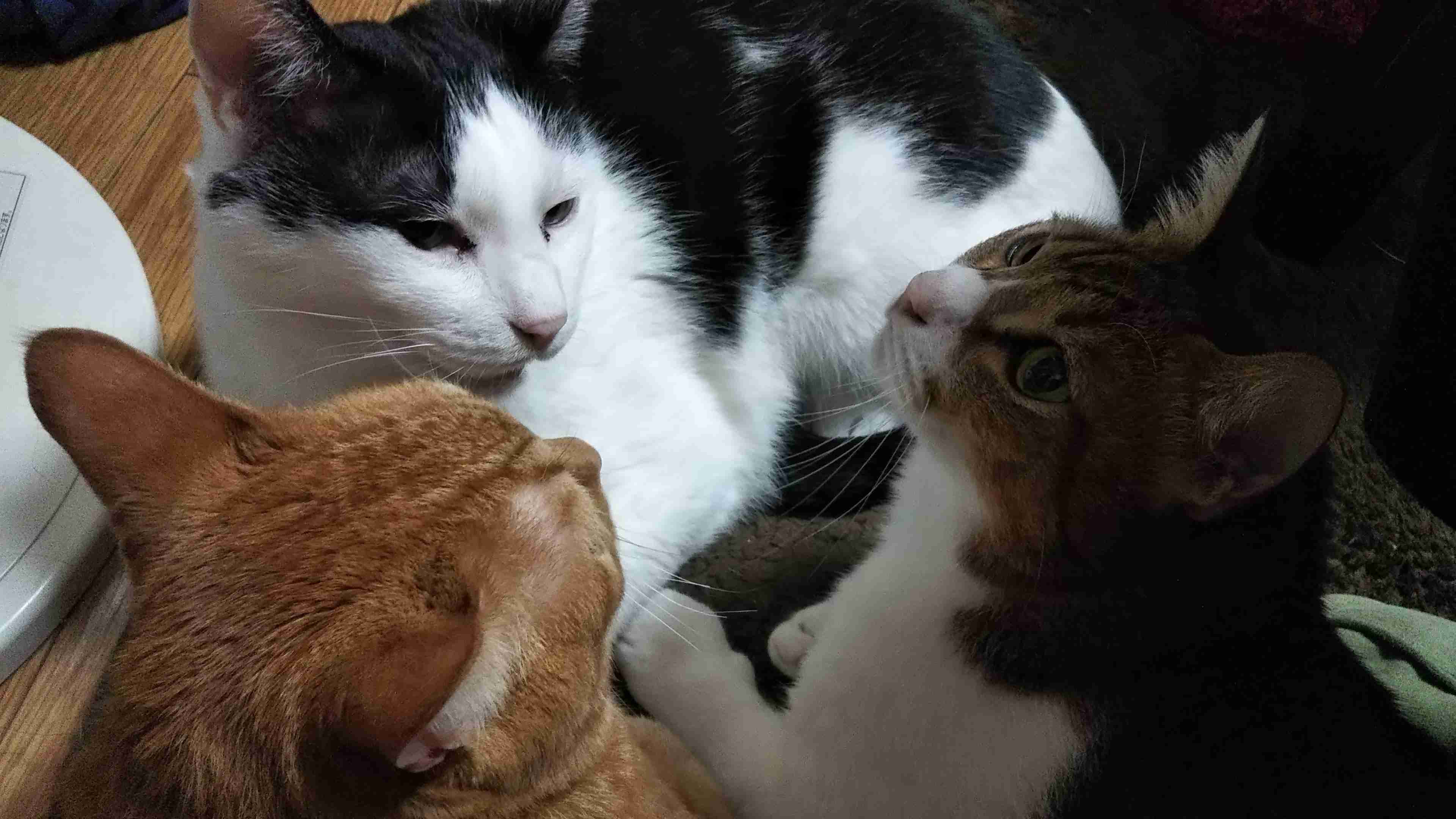 (身バレしない程度に)お宅の猫ちゃん見せてください!part3