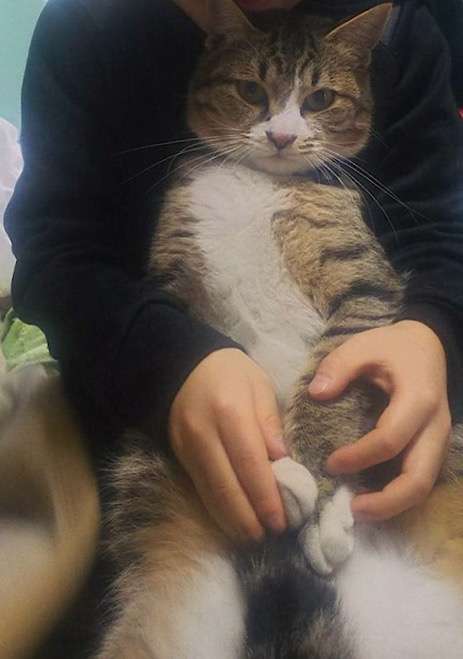 (身バレしない程度に)お宅の猫ちゃん見せてください!part3