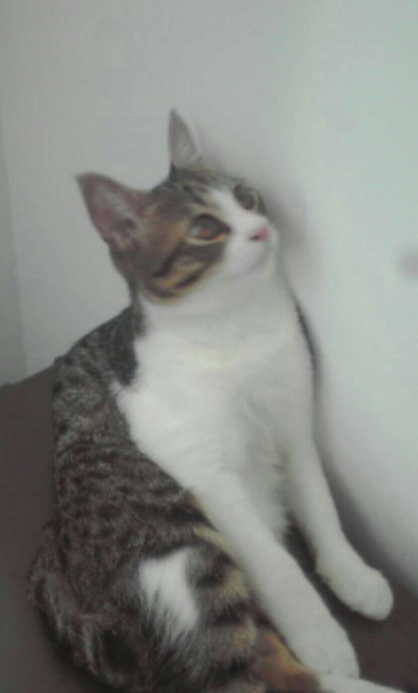 (身バレしない程度に)お宅の猫ちゃん見せてください!part3