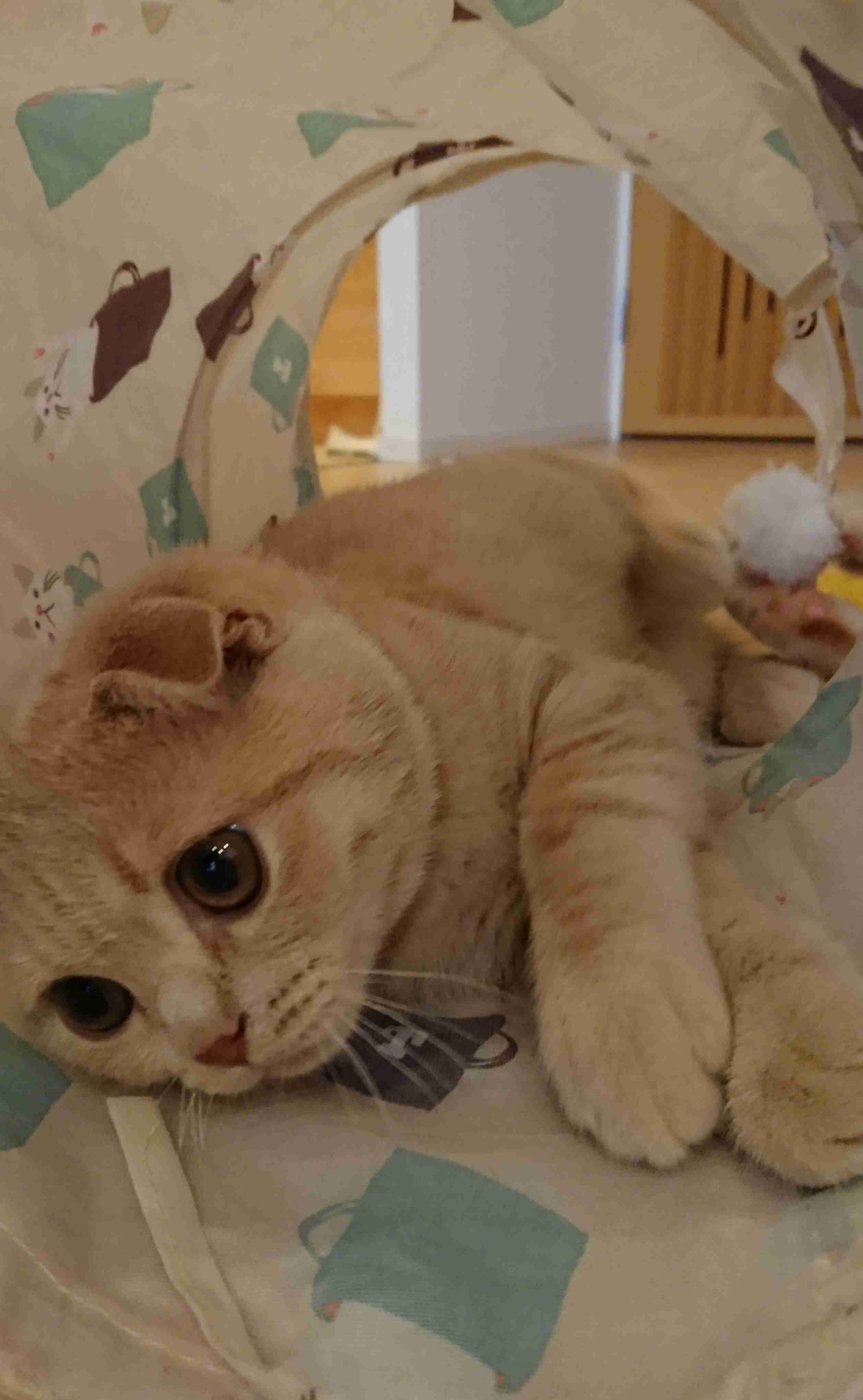 (身バレしない程度に)お宅の猫ちゃん見せてください!part3