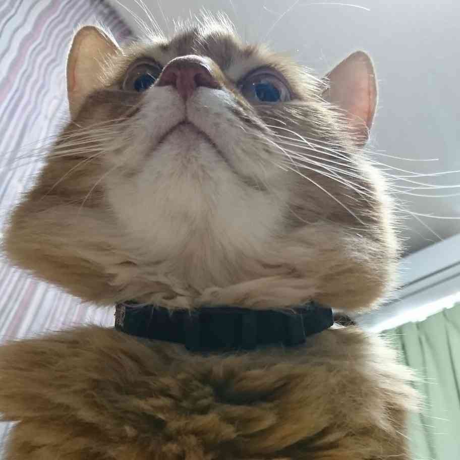(身バレしない程度に)お宅の猫ちゃん見せてください!part3