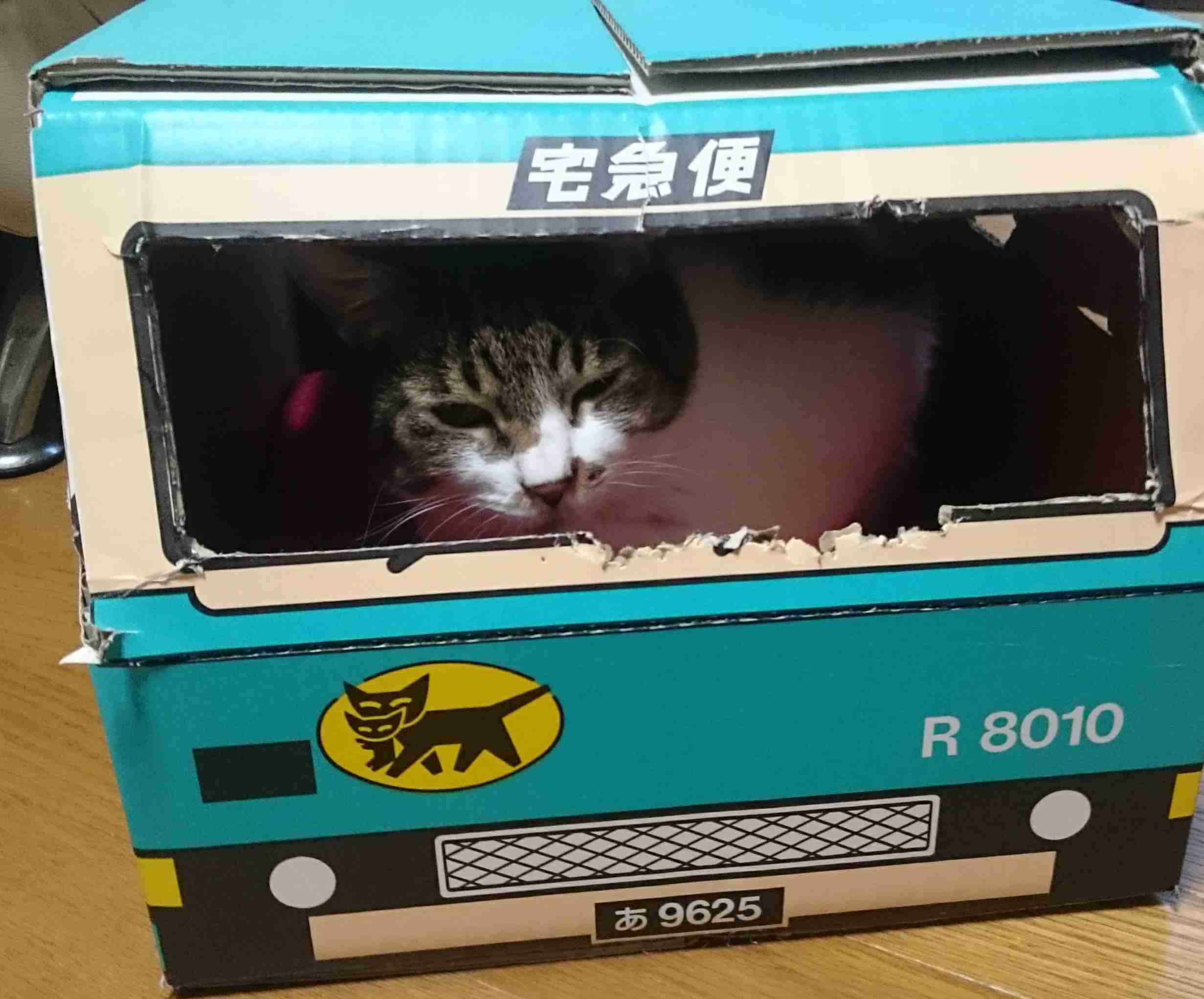 (身バレしない程度に)お宅の猫ちゃん見せてください!part3