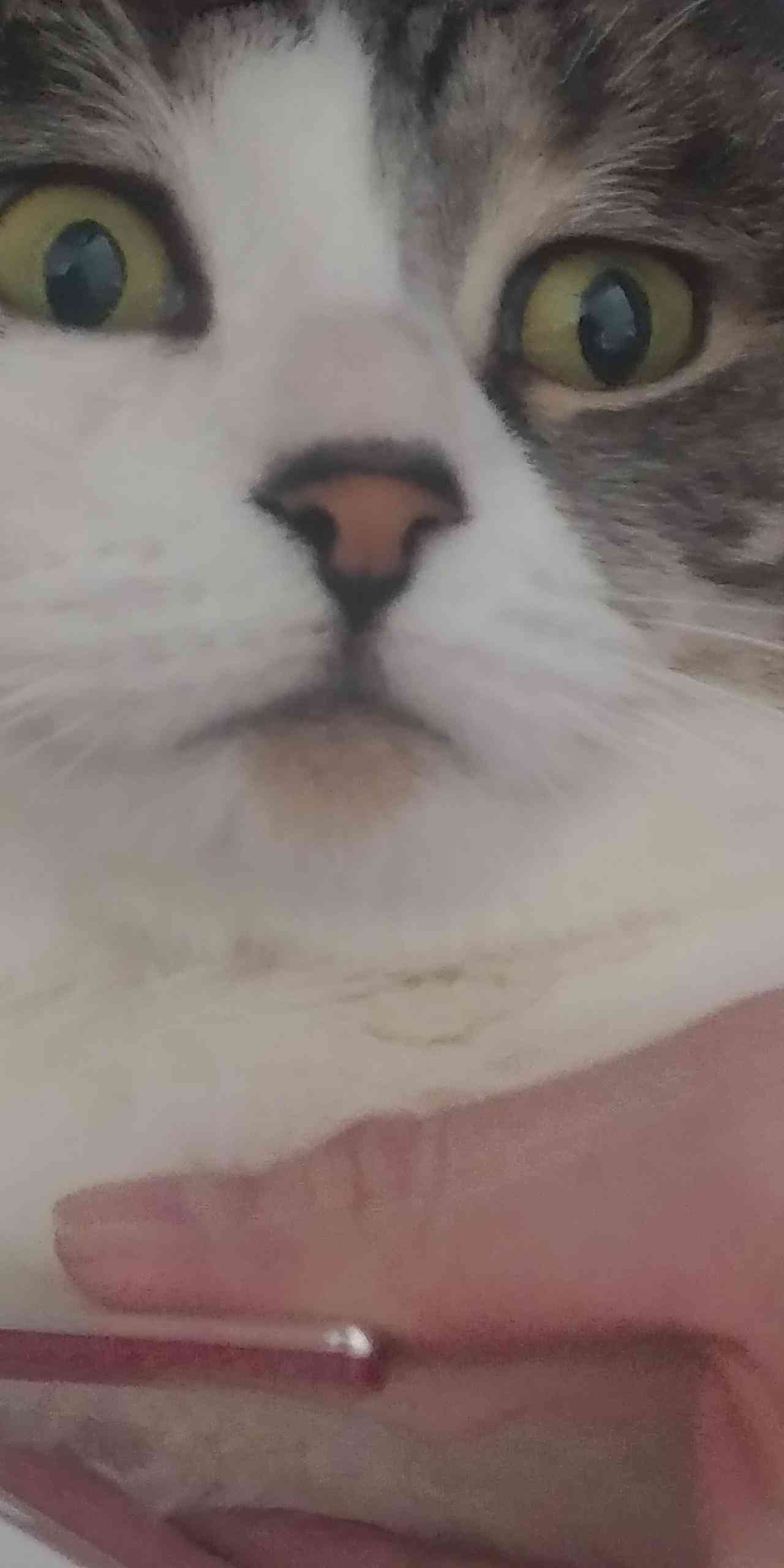 (身バレしない程度に)お宅の猫ちゃん見せてください!part3