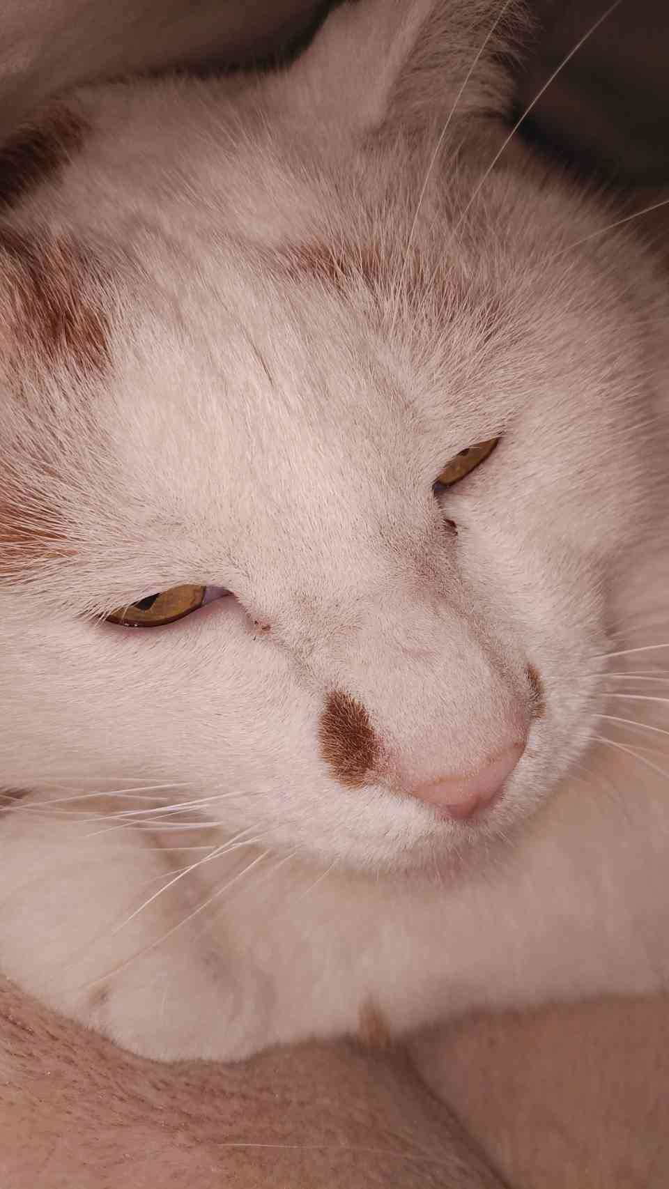 (身バレしない程度に)お宅の猫ちゃん見せてください!part3