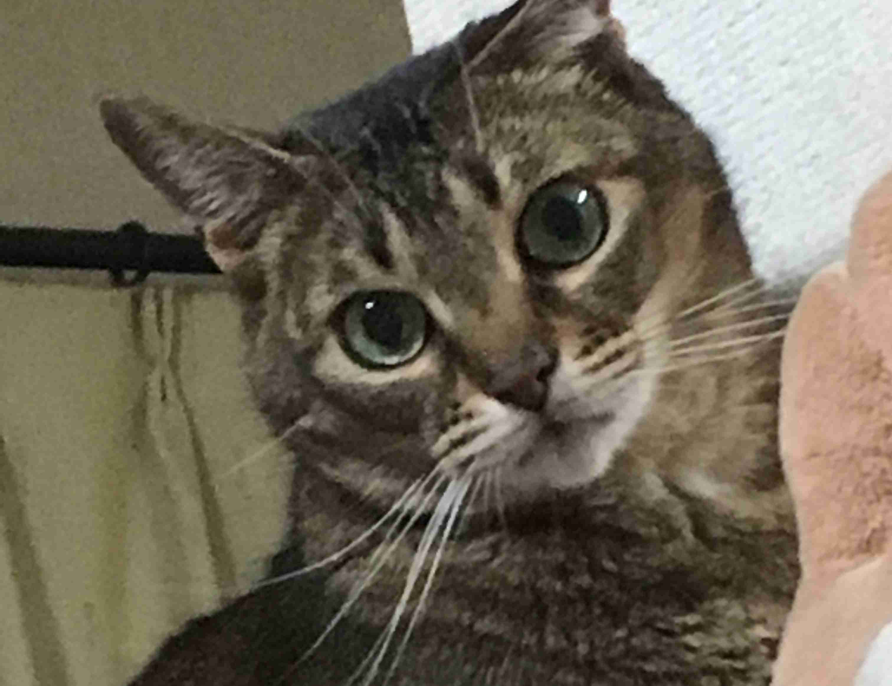 (身バレしない程度に)お宅の猫ちゃん見せてください!part3