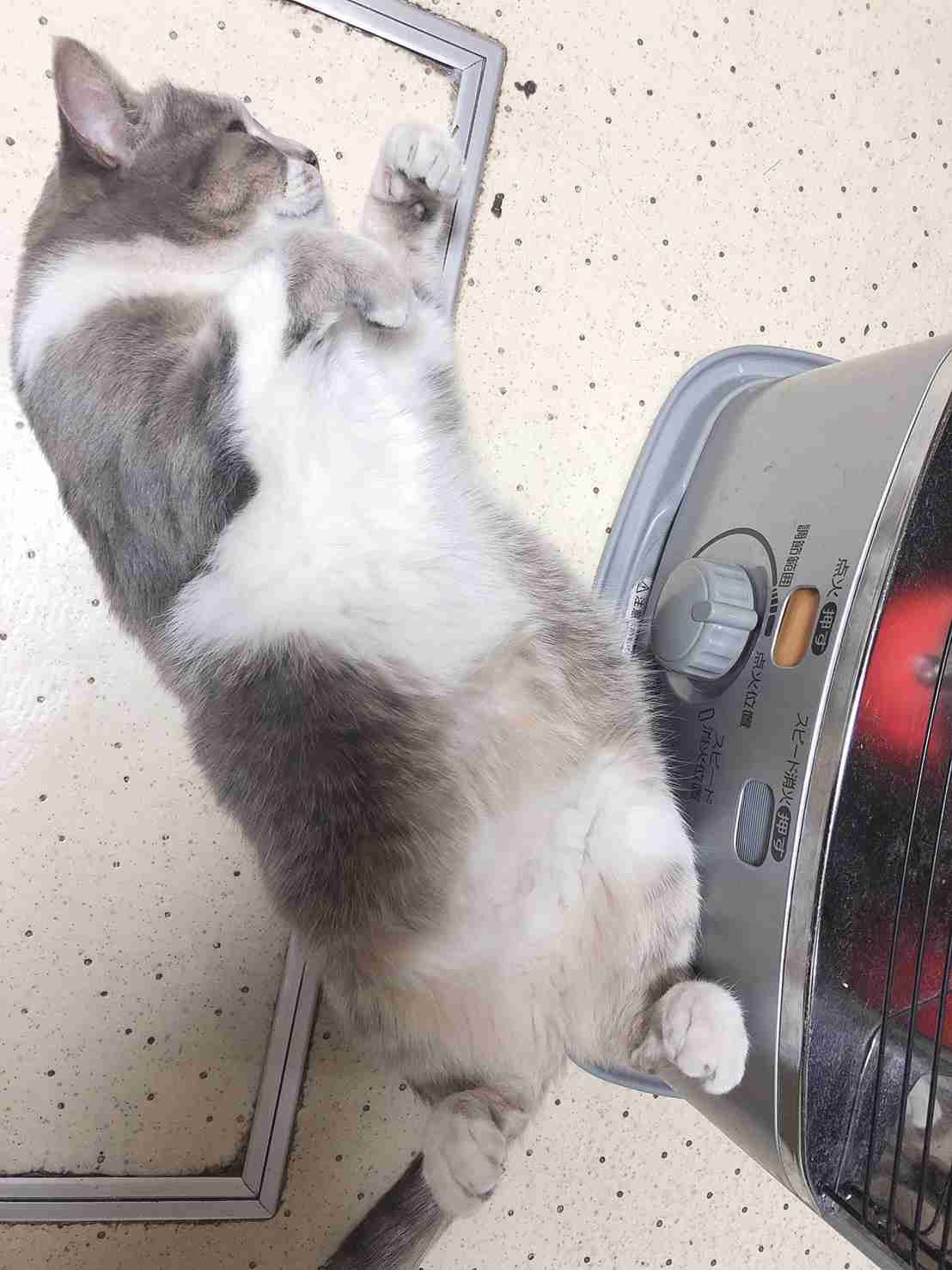 (身バレしない程度に)お宅の猫ちゃん見せてください!part3