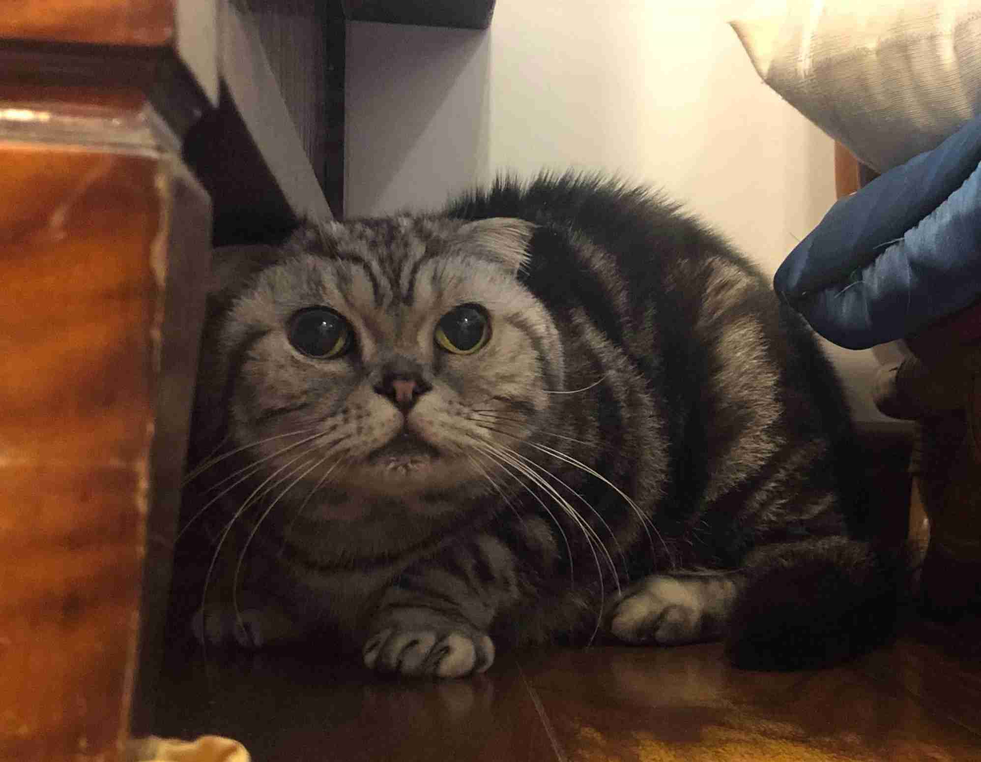 (身バレしない程度に)お宅の猫ちゃん見せてください!part3