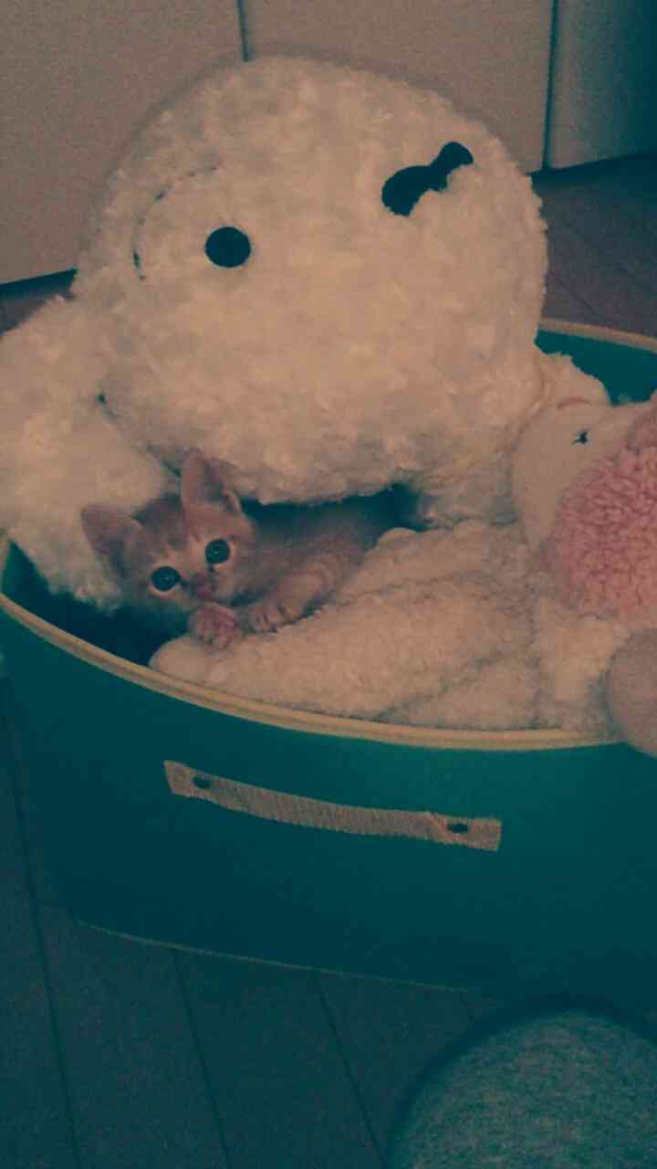 (身バレしない程度に)お宅の猫ちゃん見せてください!part3