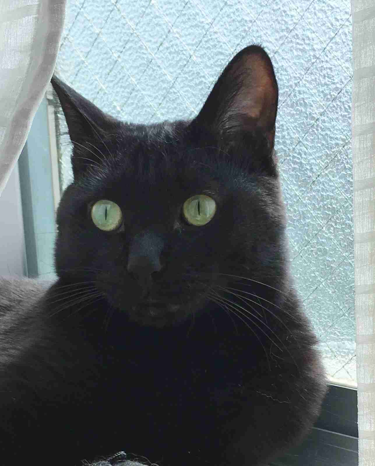 (身バレしない程度に)お宅の猫ちゃん見せてください!part3