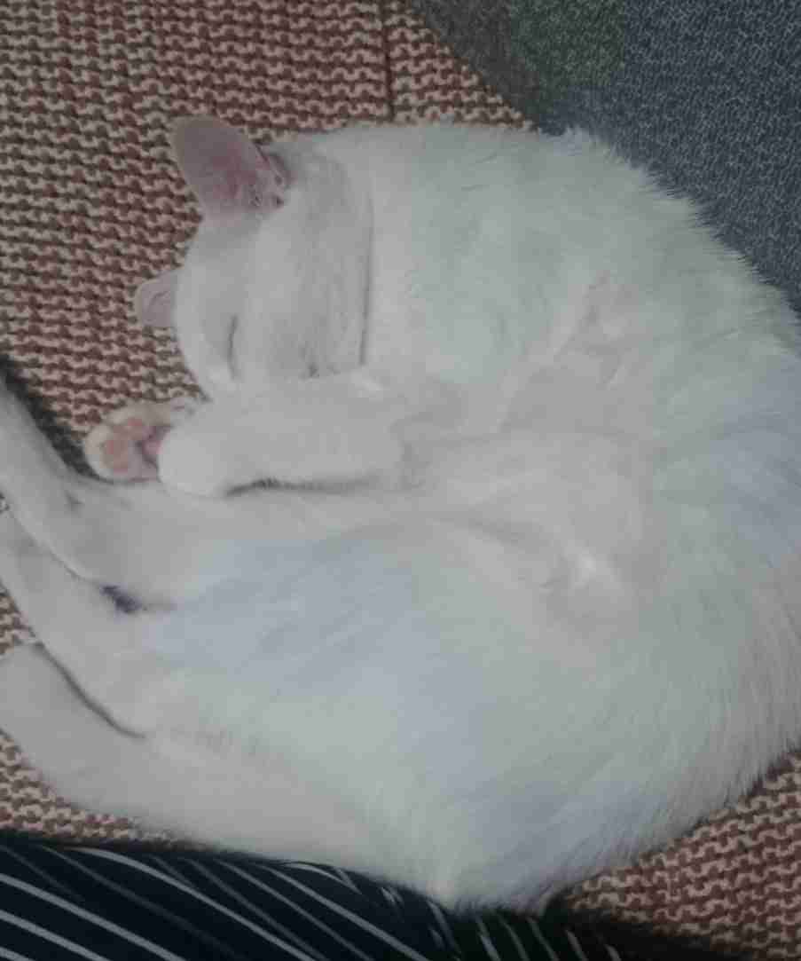 (身バレしない程度に)お宅の猫ちゃん見せてください!part3