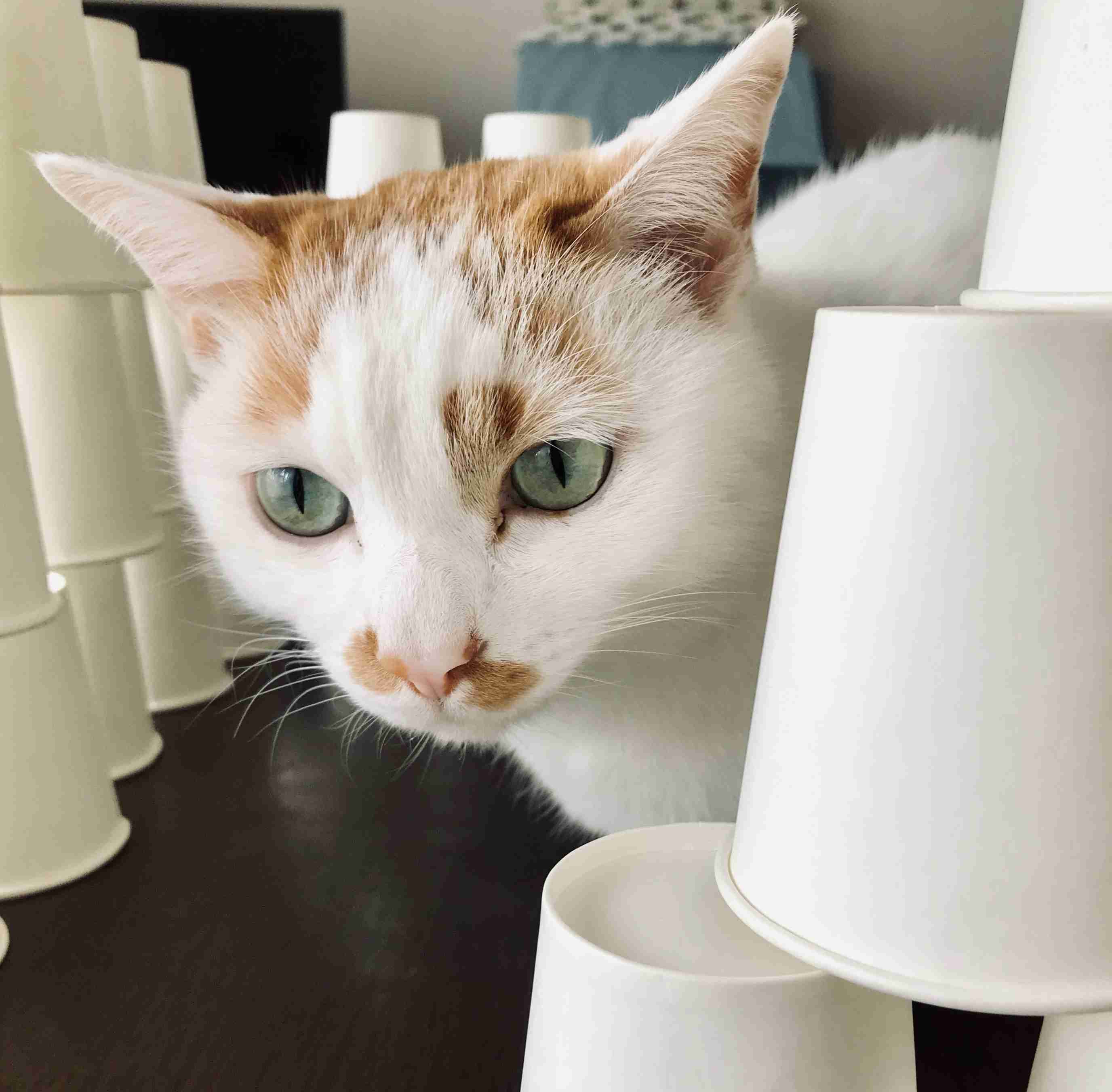 (身バレしない程度に)お宅の猫ちゃん見せてください!part3