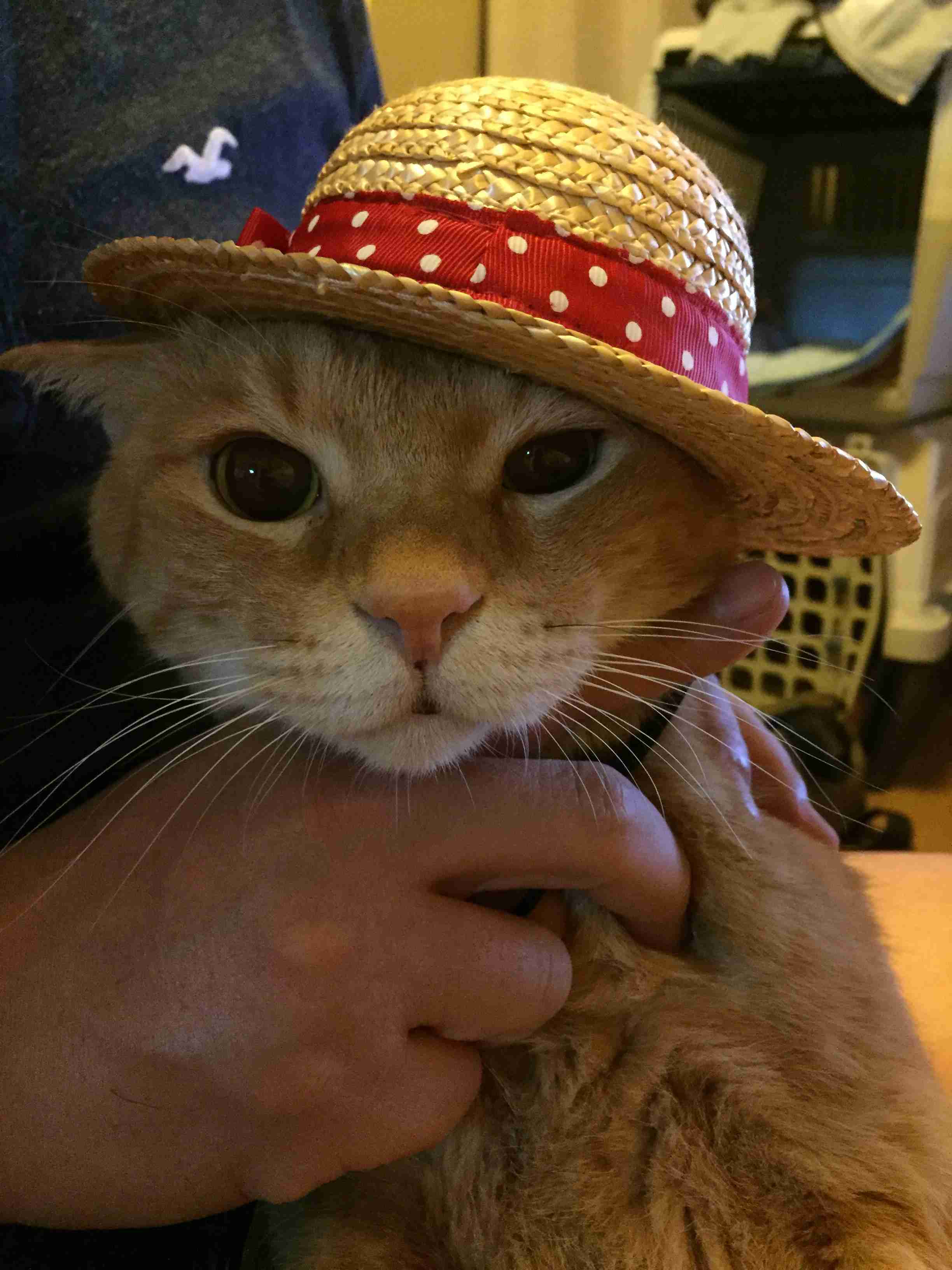 (身バレしない程度に)お宅の猫ちゃん見せてください!part3