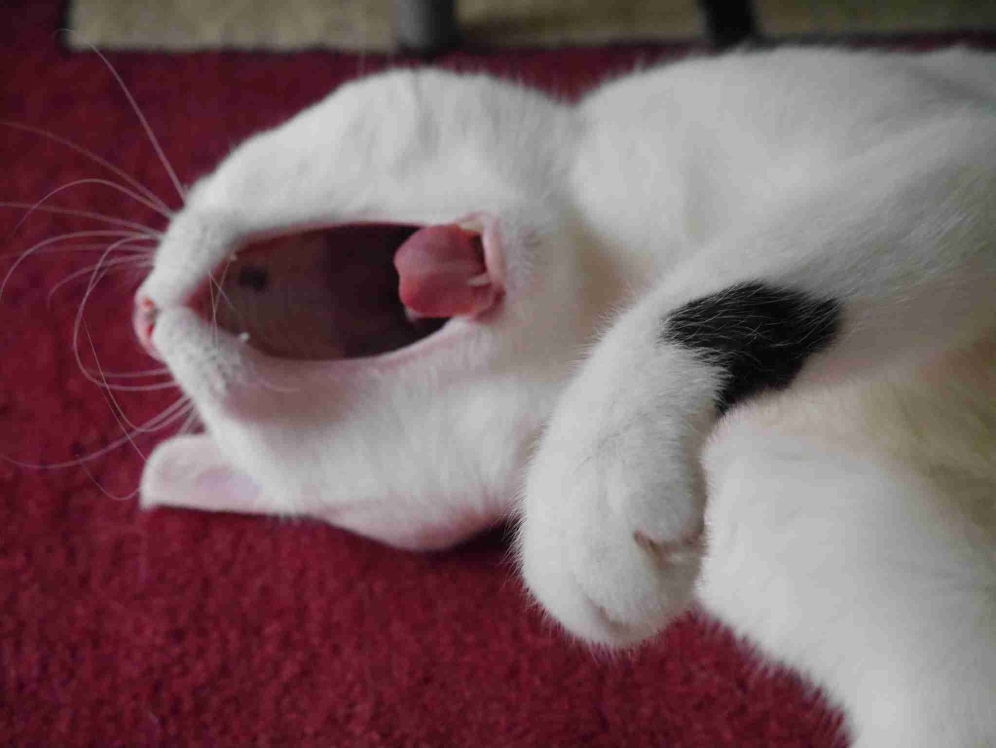 (身バレしない程度に)お宅の猫ちゃん見せてください!part3