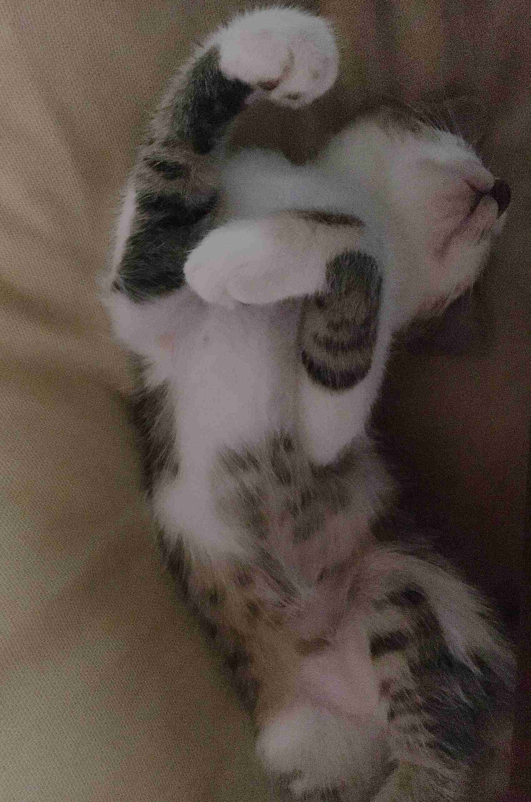 (身バレしない程度に)お宅の猫ちゃん見せてください!part3