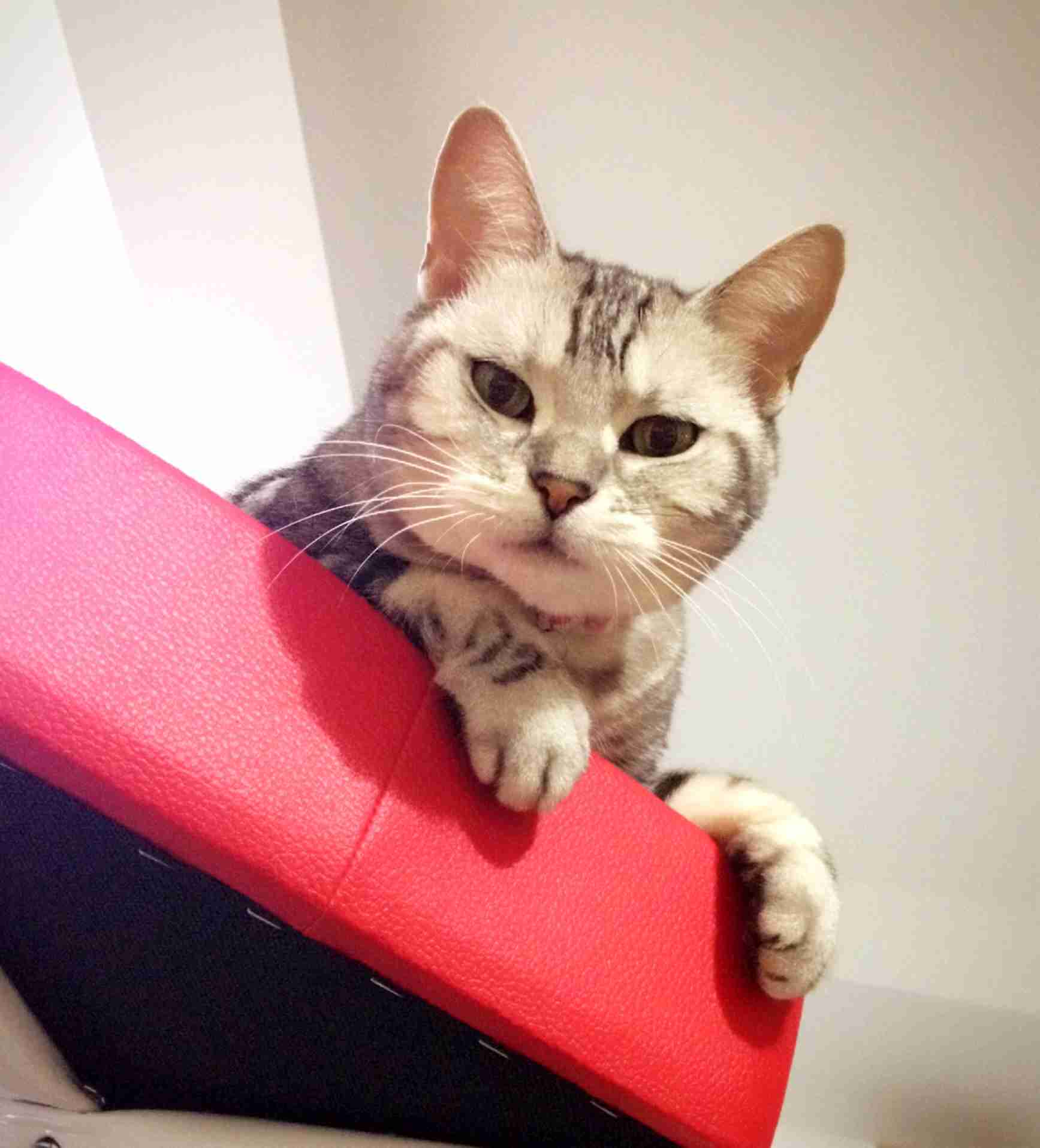 (身バレしない程度に)お宅の猫ちゃん見せてください!part3