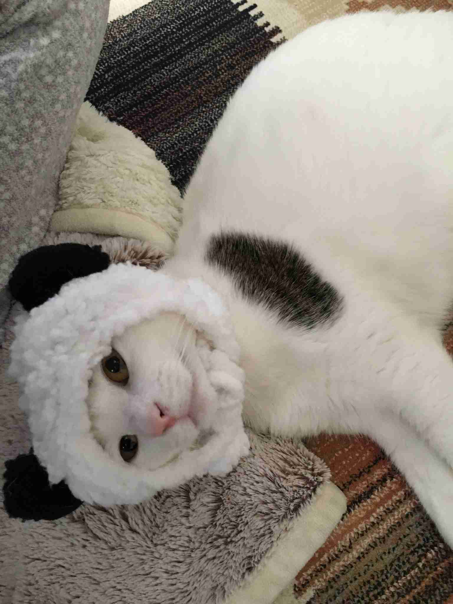 (身バレしない程度に)お宅の猫ちゃん見せてください!part3