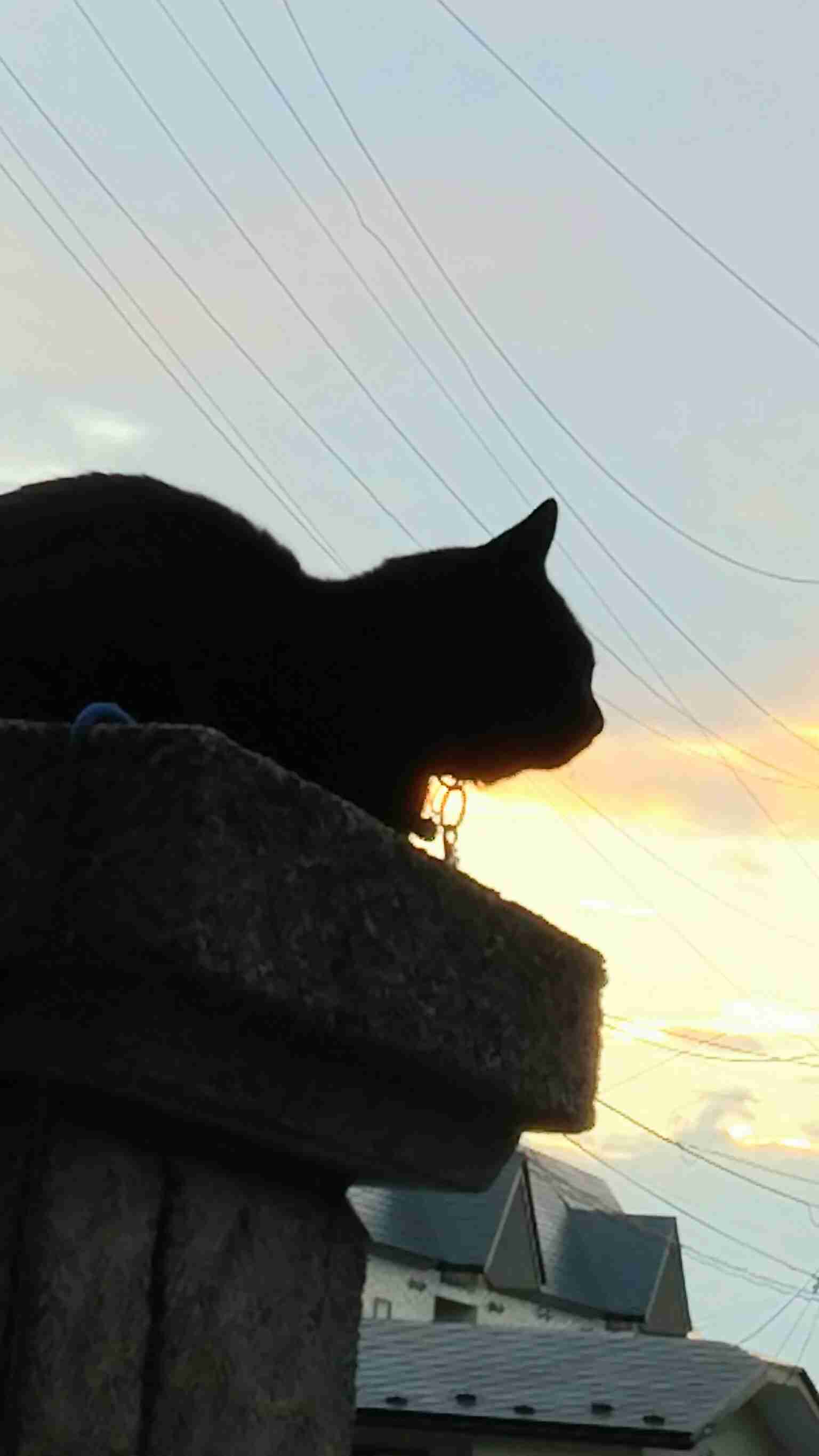 (身バレしない程度に)お宅の猫ちゃん見せてください!part3