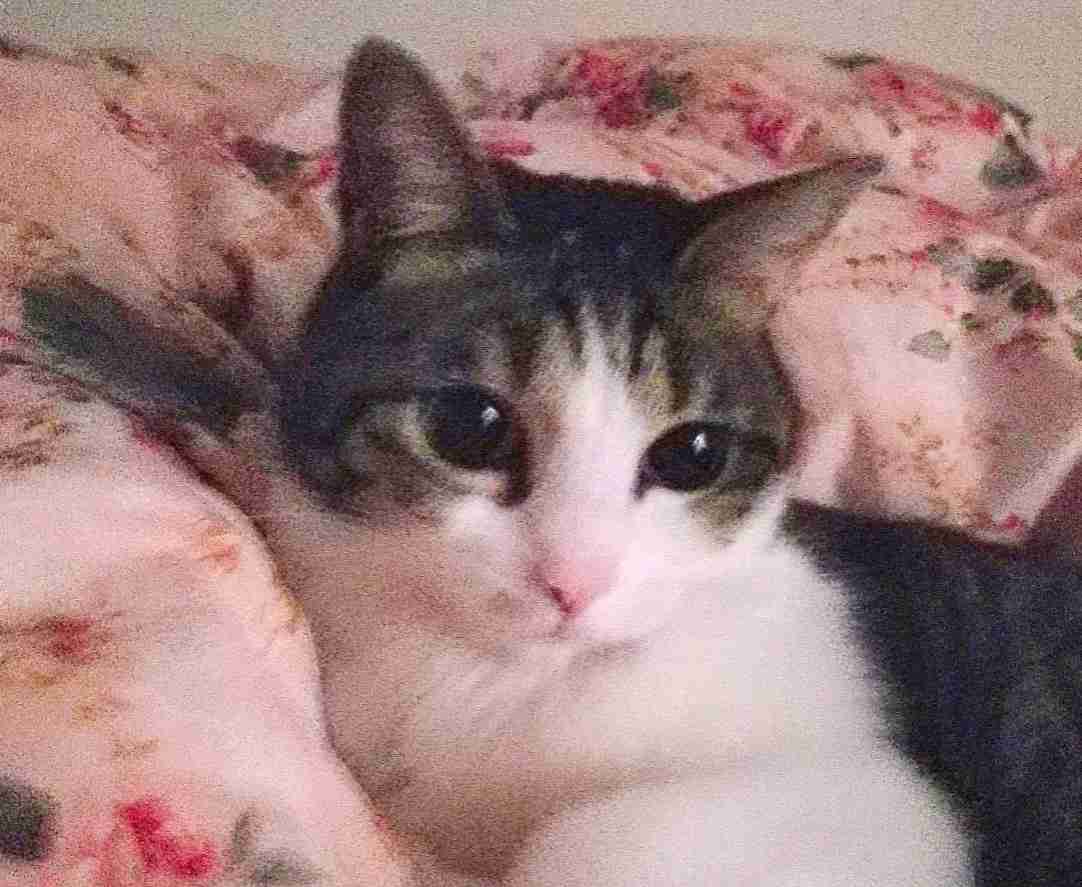 (身バレしない程度に)お宅の猫ちゃん見せてください!part3