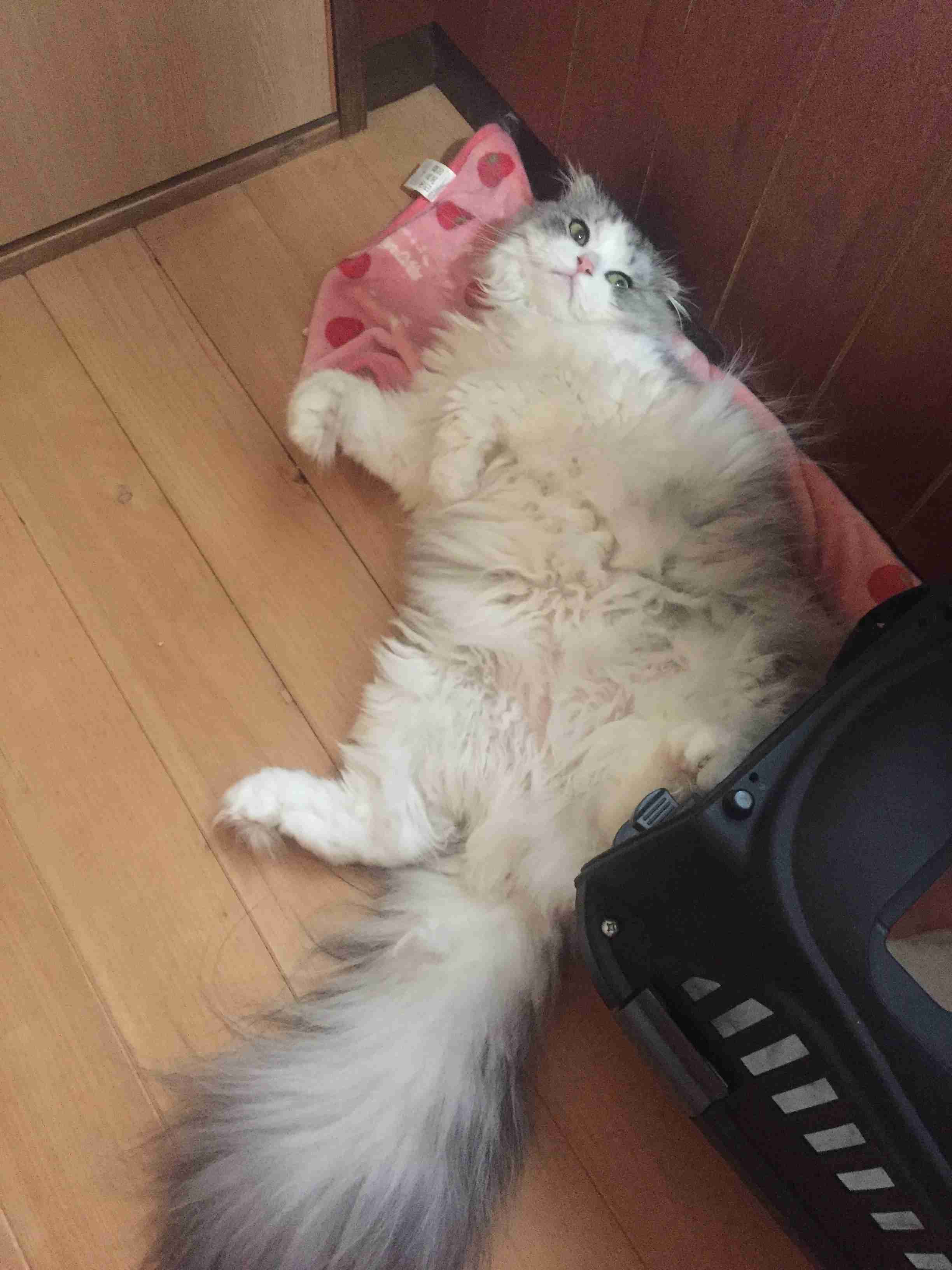 (身バレしない程度に)お宅の猫ちゃん見せてください!part3