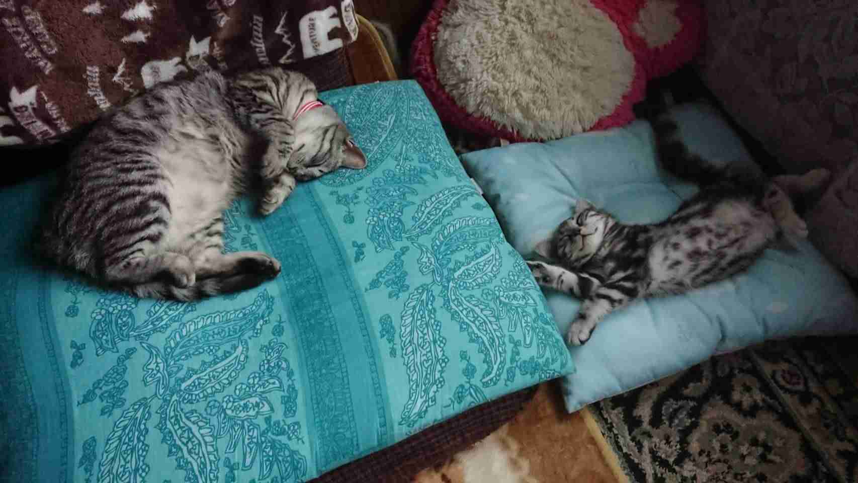 (身バレしない程度に)お宅の猫ちゃん見せてください!part3