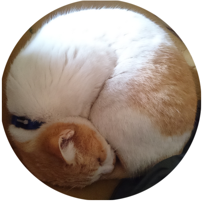 (身バレしない程度に)お宅の猫ちゃん見せてください!part3