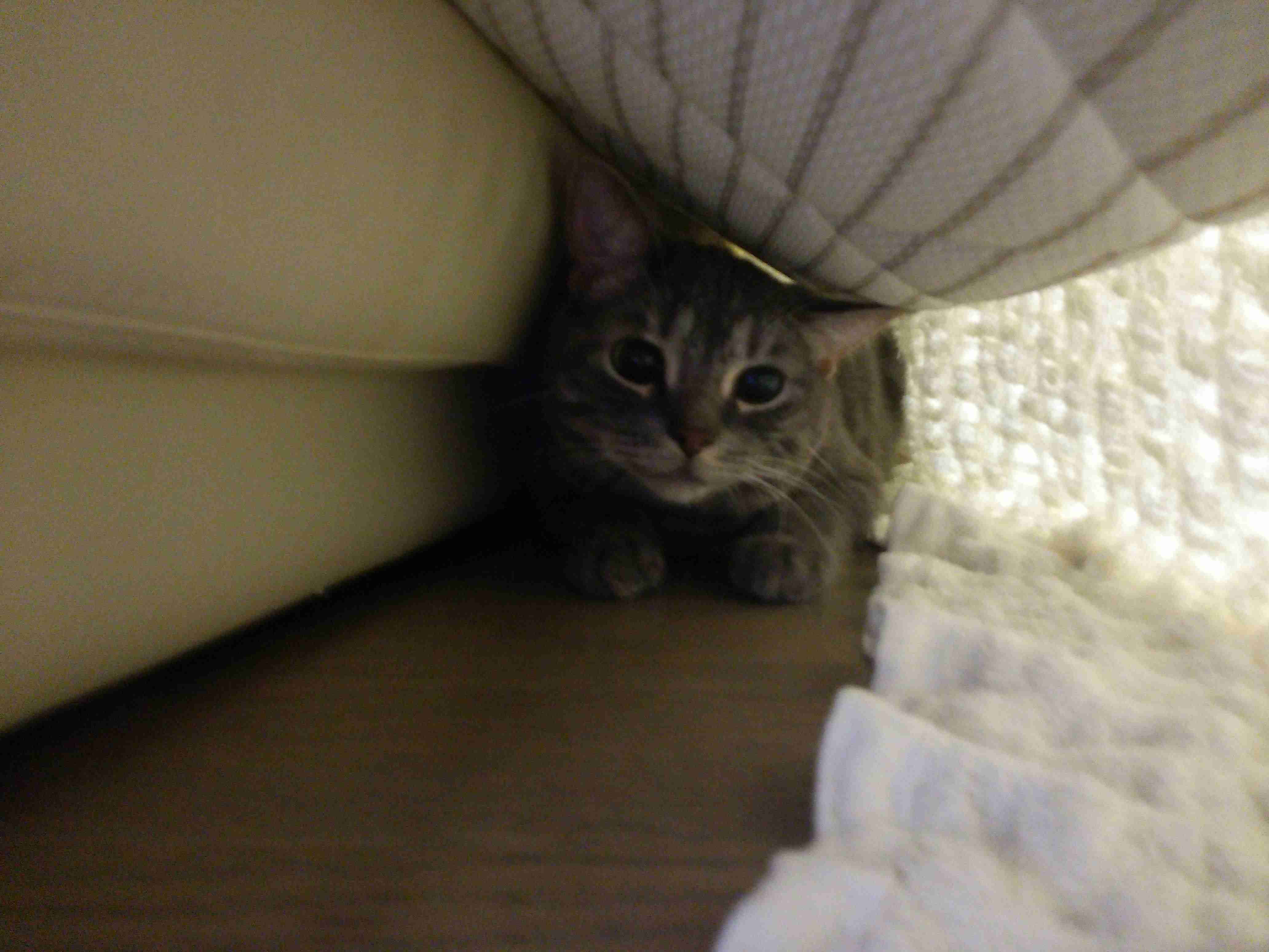 (身バレしない程度に)お宅の猫ちゃん見せてください!part3