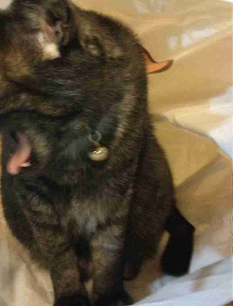 (身バレしない程度に)お宅の猫ちゃん見せてください!part3