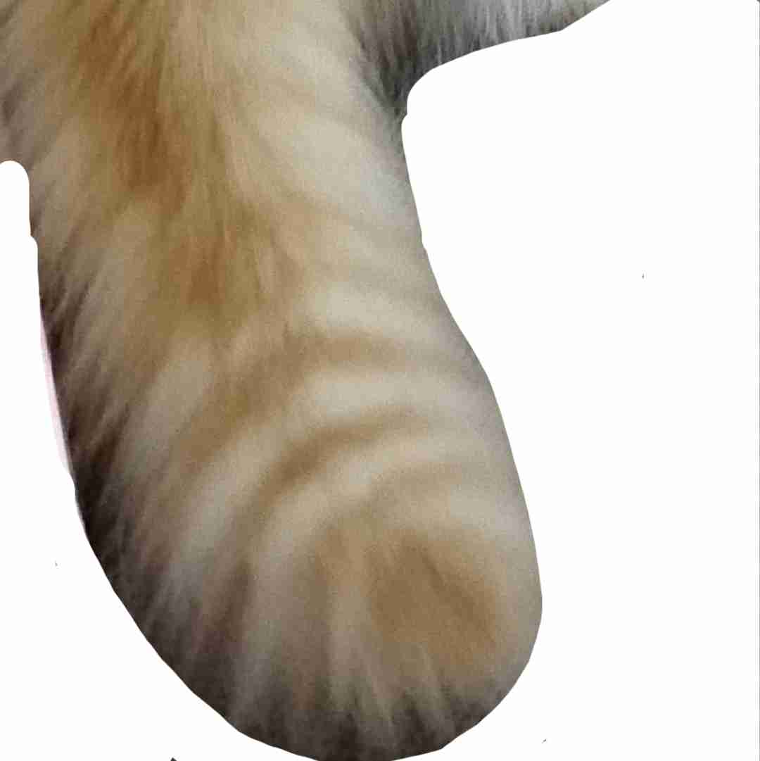 (身バレしない程度に)お宅の猫ちゃん見せてください!part3