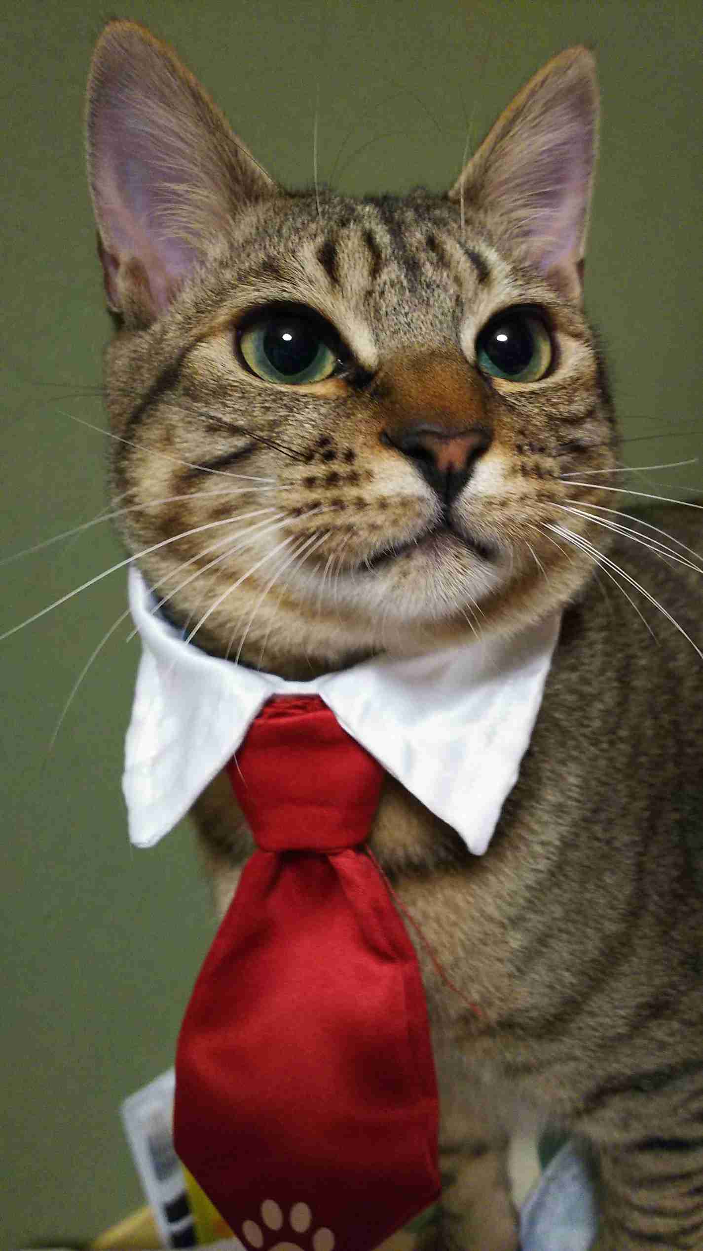 (身バレしない程度に)お宅の猫ちゃん見せてください!part3