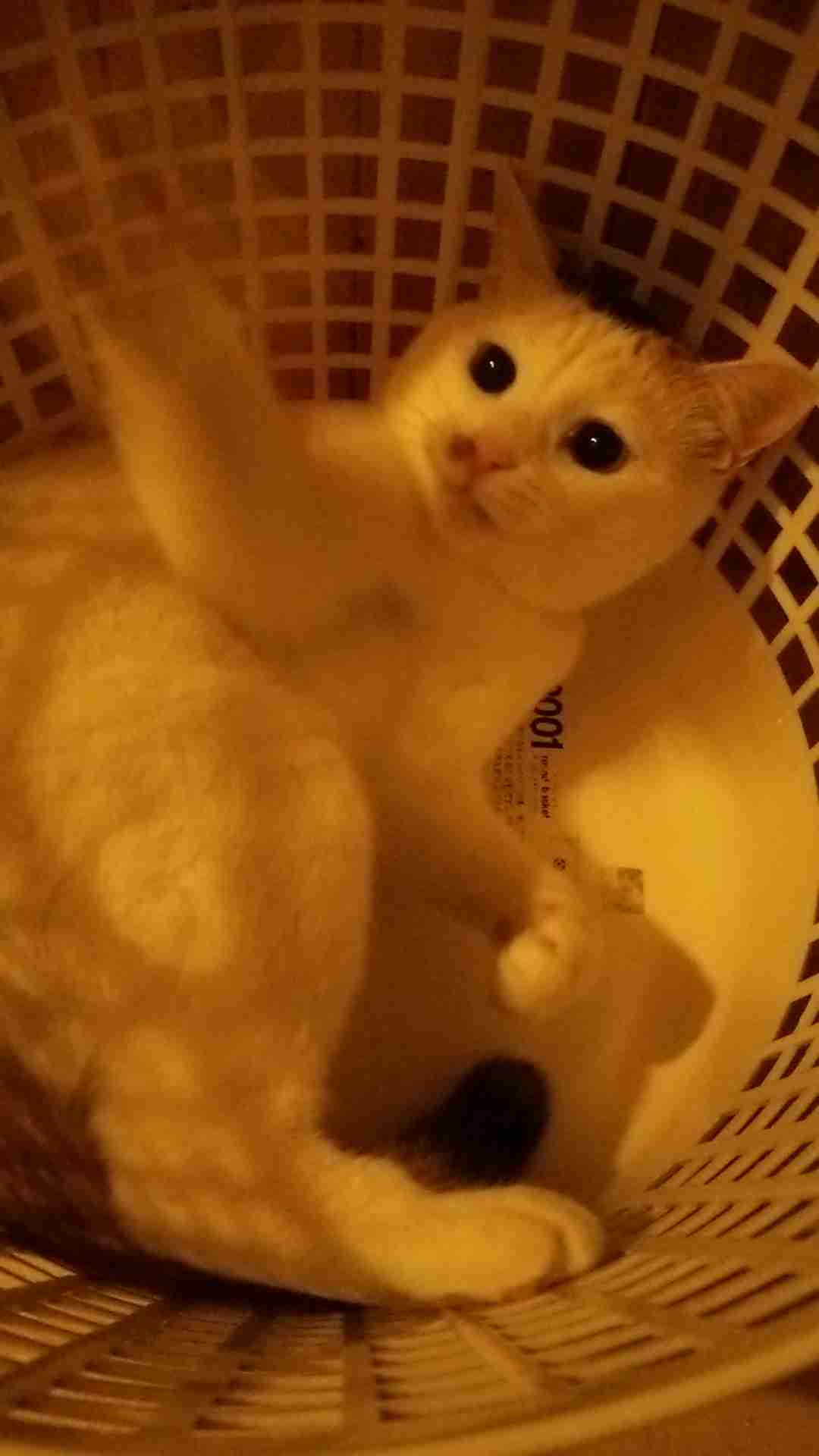 (身バレしない程度に)お宅の猫ちゃん見せてください!part3