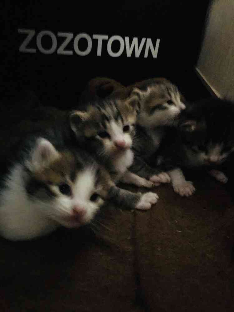 (身バレしない程度に)お宅の猫ちゃん見せてください!part3