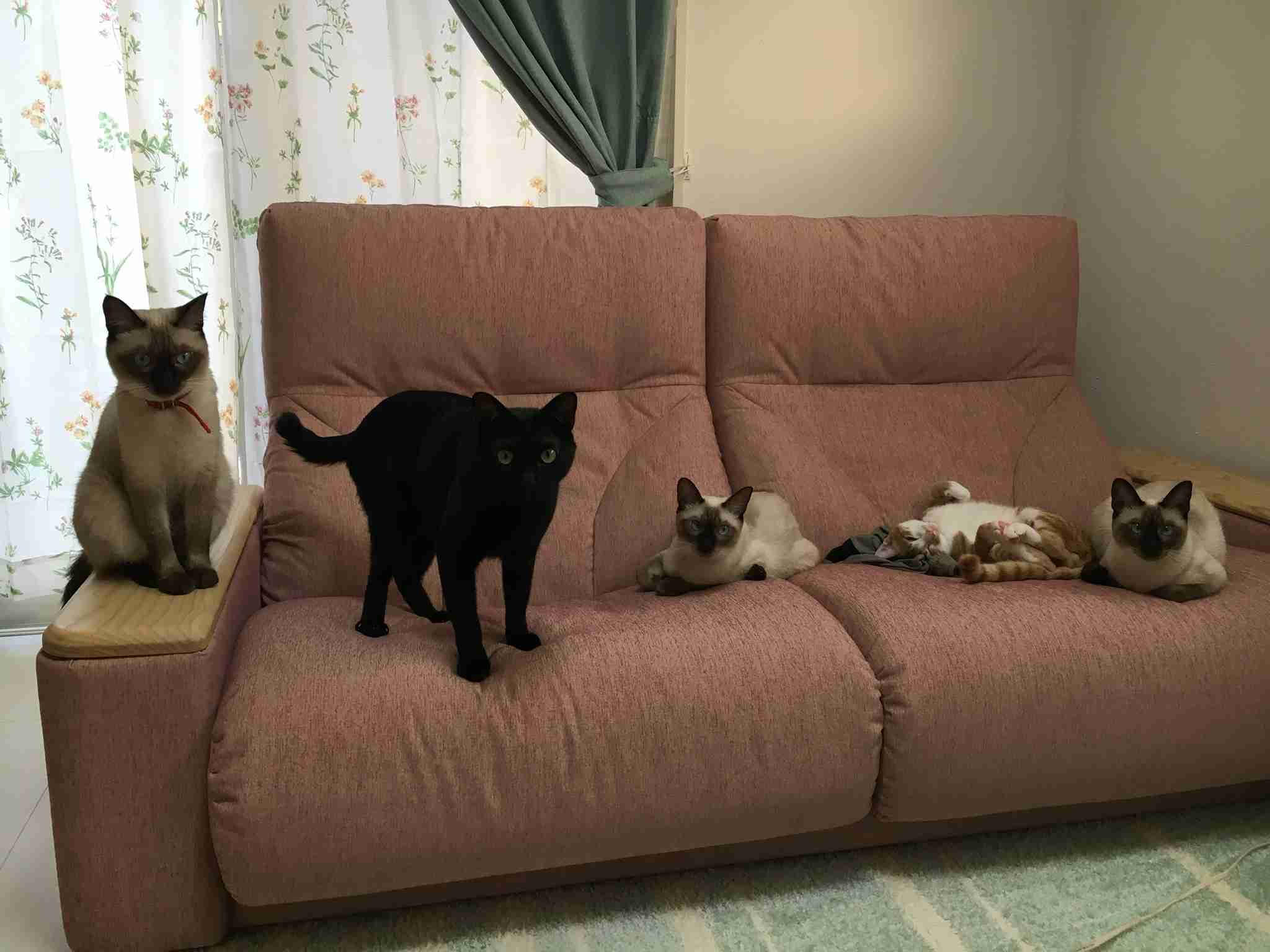 (身バレしない程度に)お宅の猫ちゃん見せてください!part3