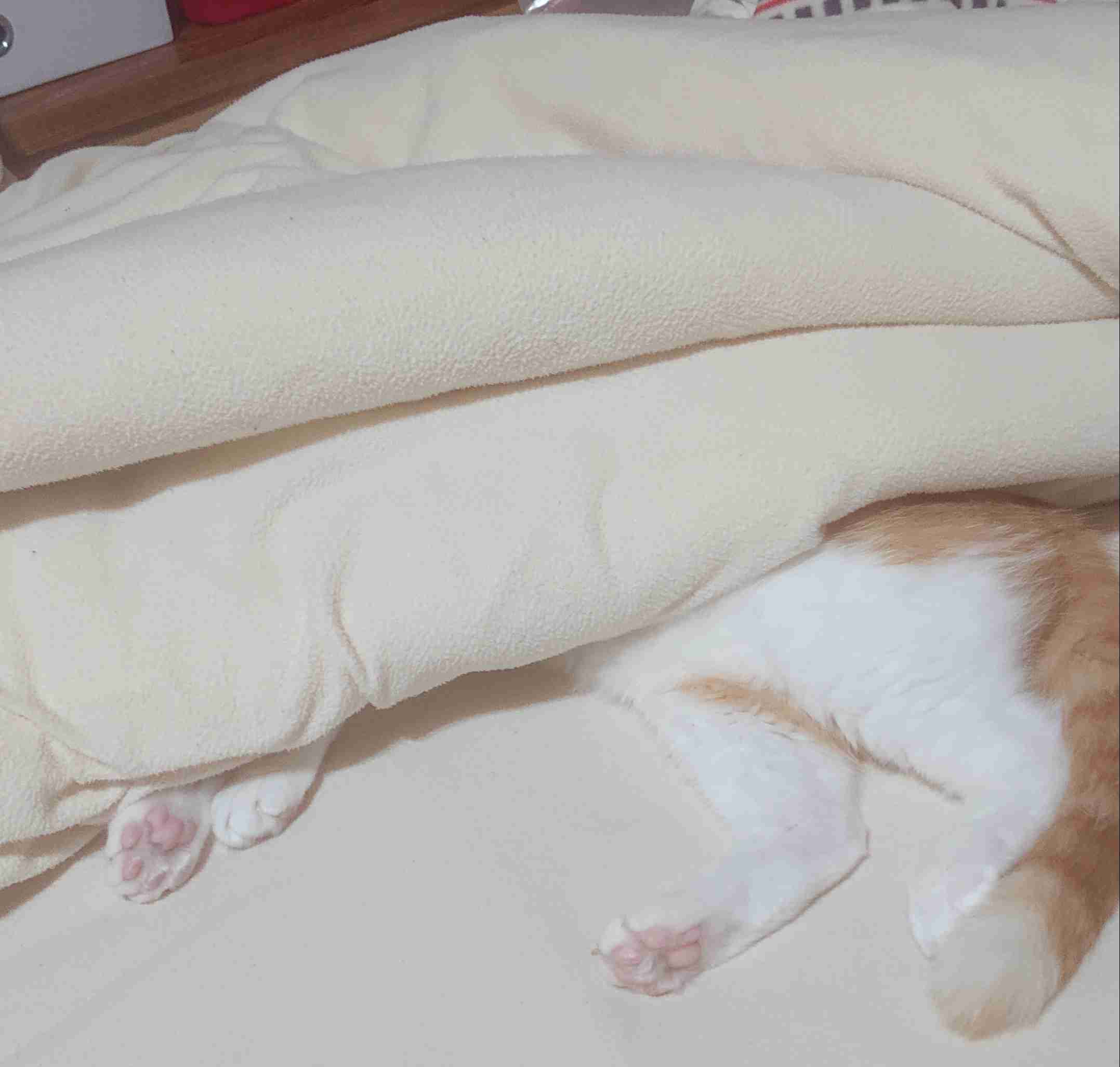(身バレしない程度に)お宅の猫ちゃん見せてください!part3