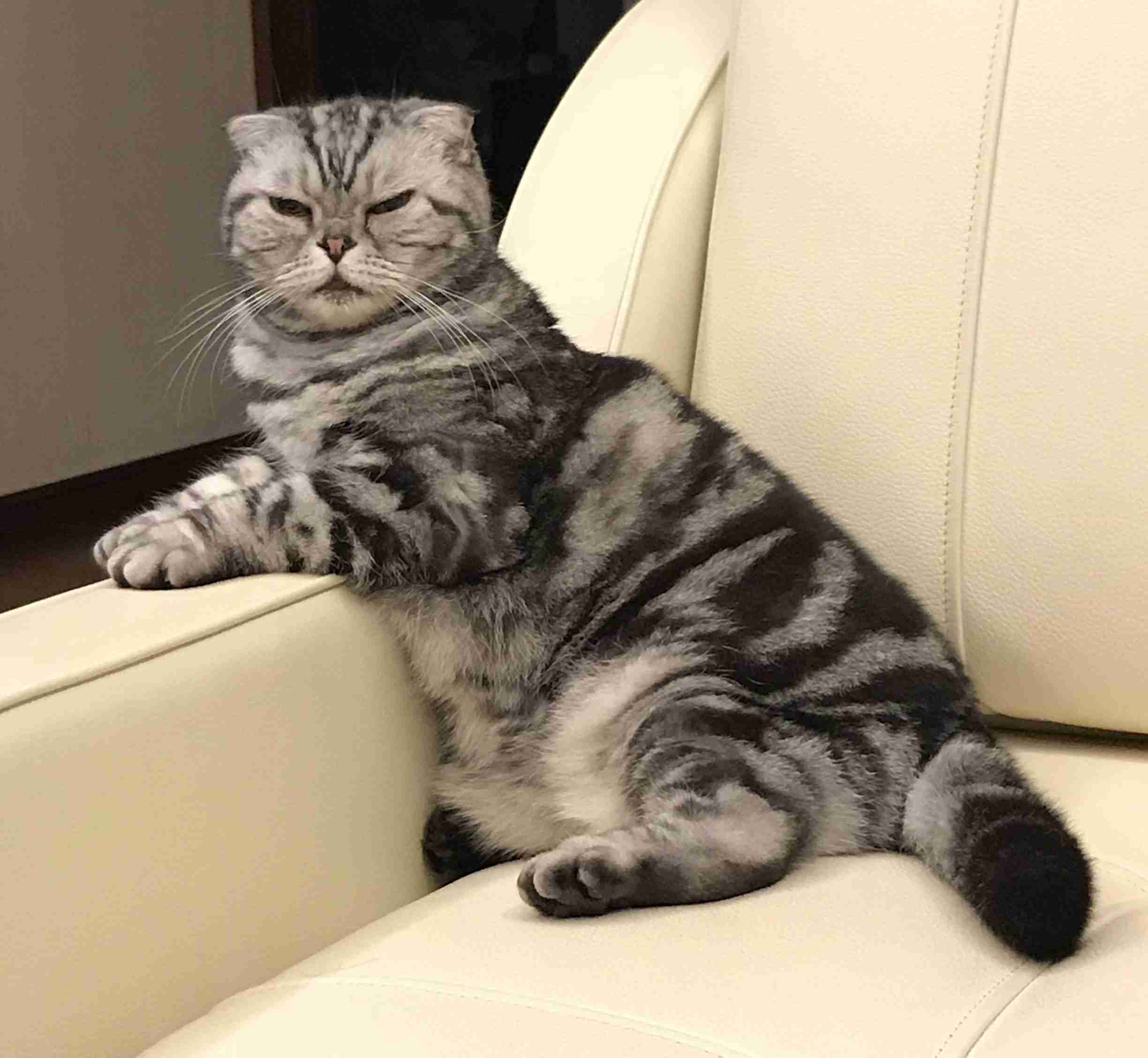 (身バレしない程度に)お宅の猫ちゃん見せてください!part3
