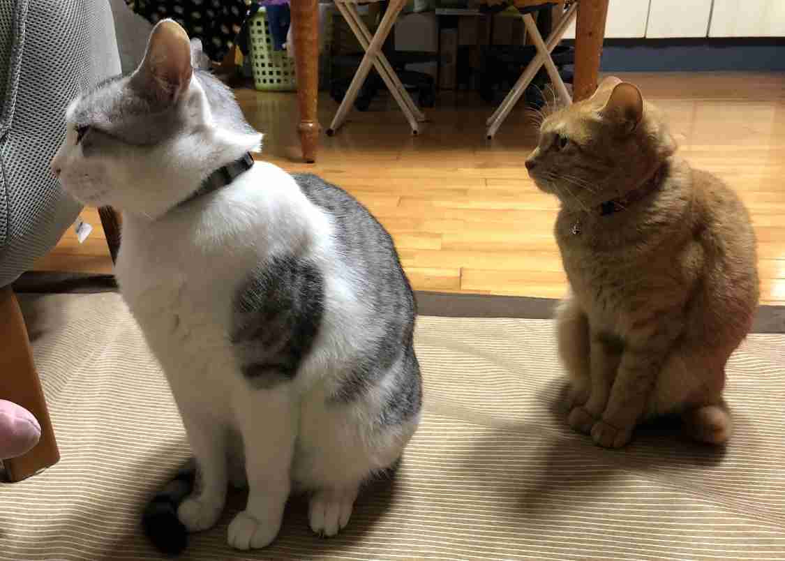 (身バレしない程度に)お宅の猫ちゃん見せてください!part3