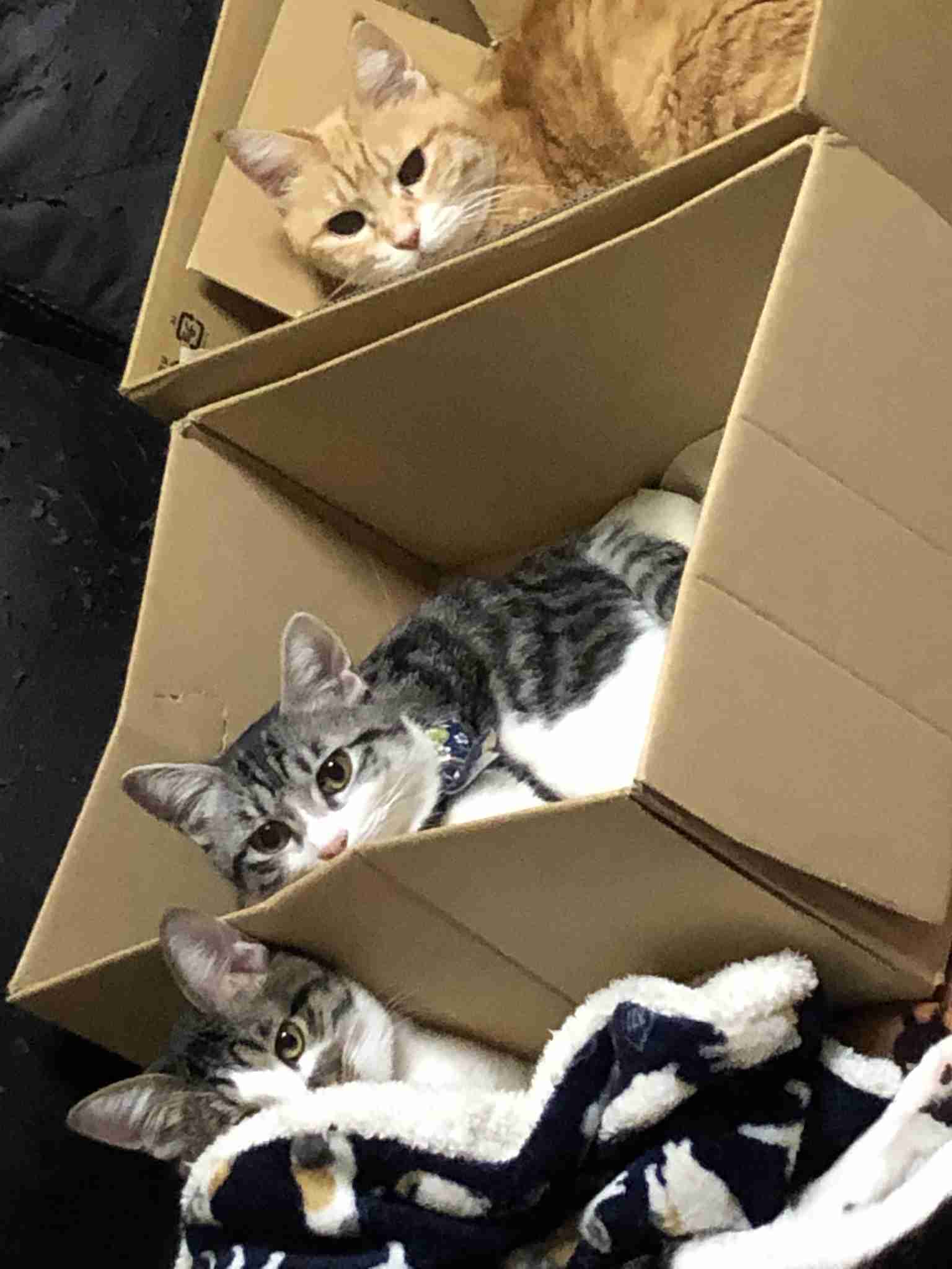 (身バレしない程度に)お宅の猫ちゃん見せてください!part3