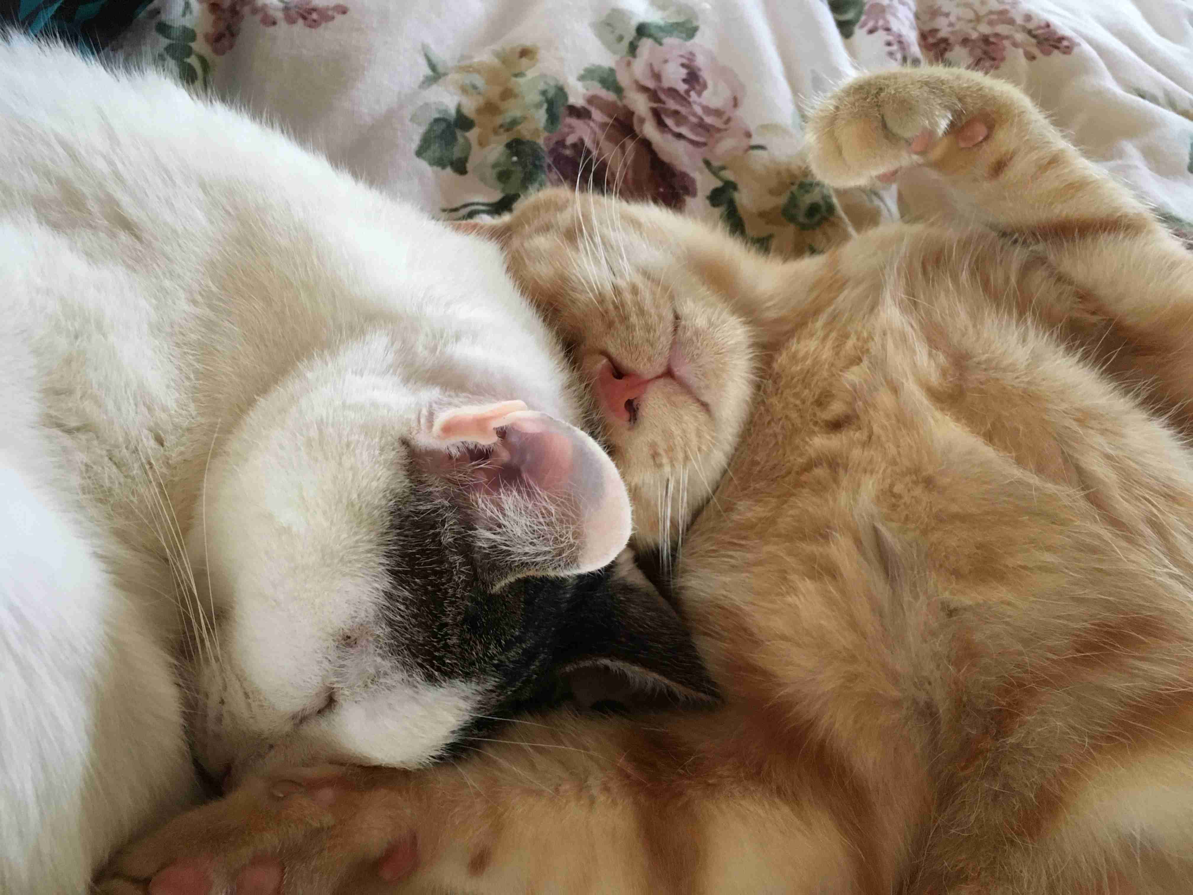 (身バレしない程度に)お宅の猫ちゃん見せてください!part3