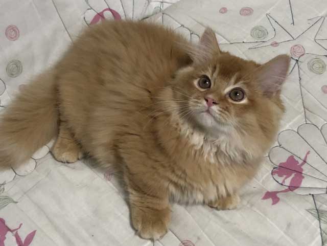 (身バレしない程度に)お宅の猫ちゃん見せてください!part3