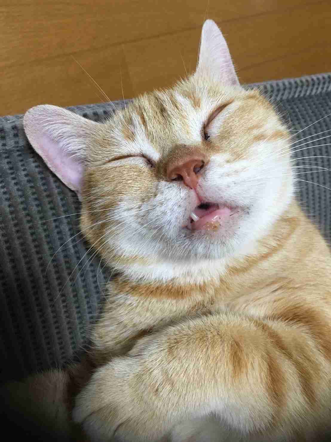 (身バレしない程度に)お宅の猫ちゃん見せてください!part3