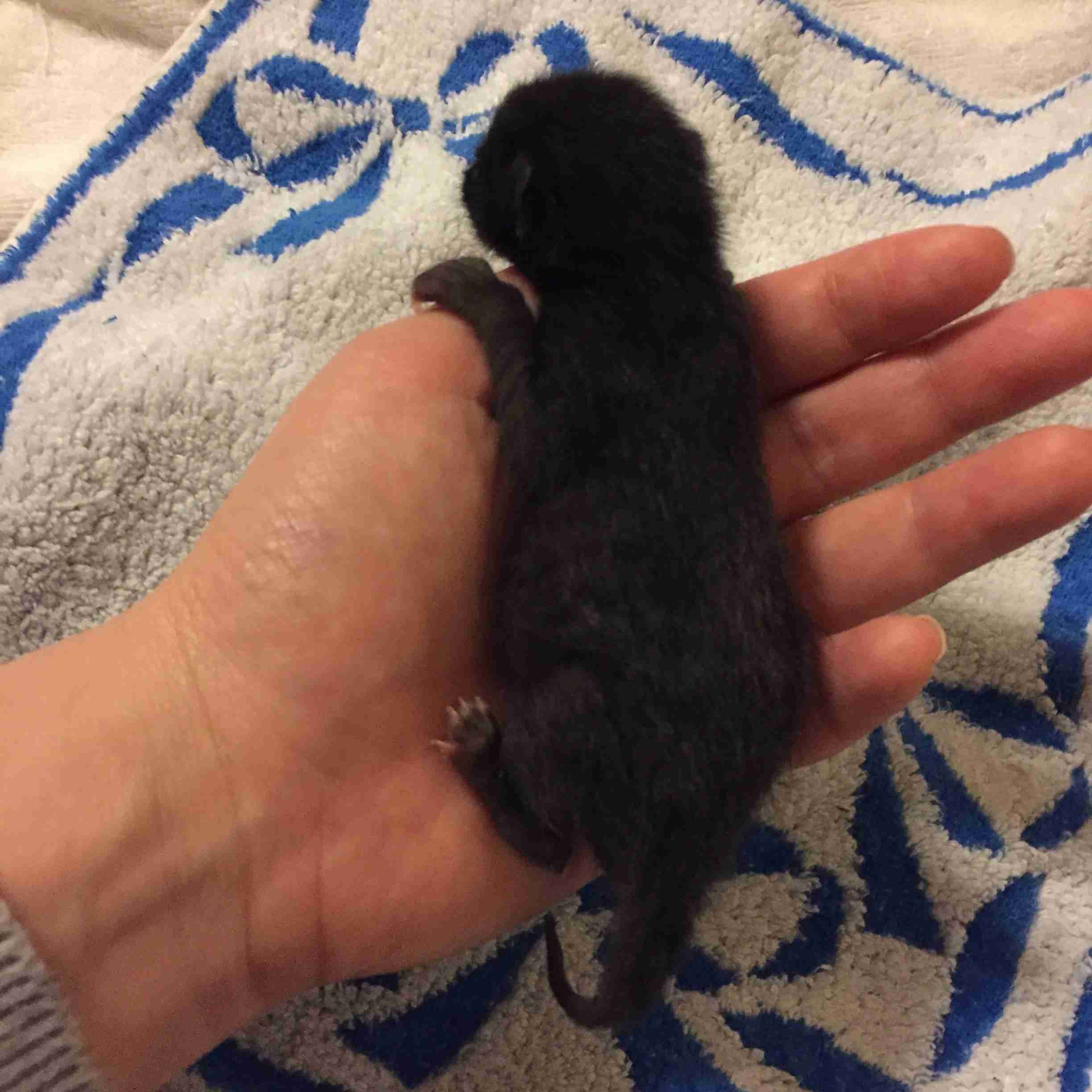 (身バレしない程度に)お宅の猫ちゃん見せてください!part3