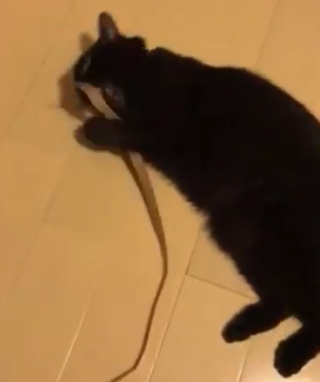 (身バレしない程度に)お宅の猫ちゃん見せてください!part3