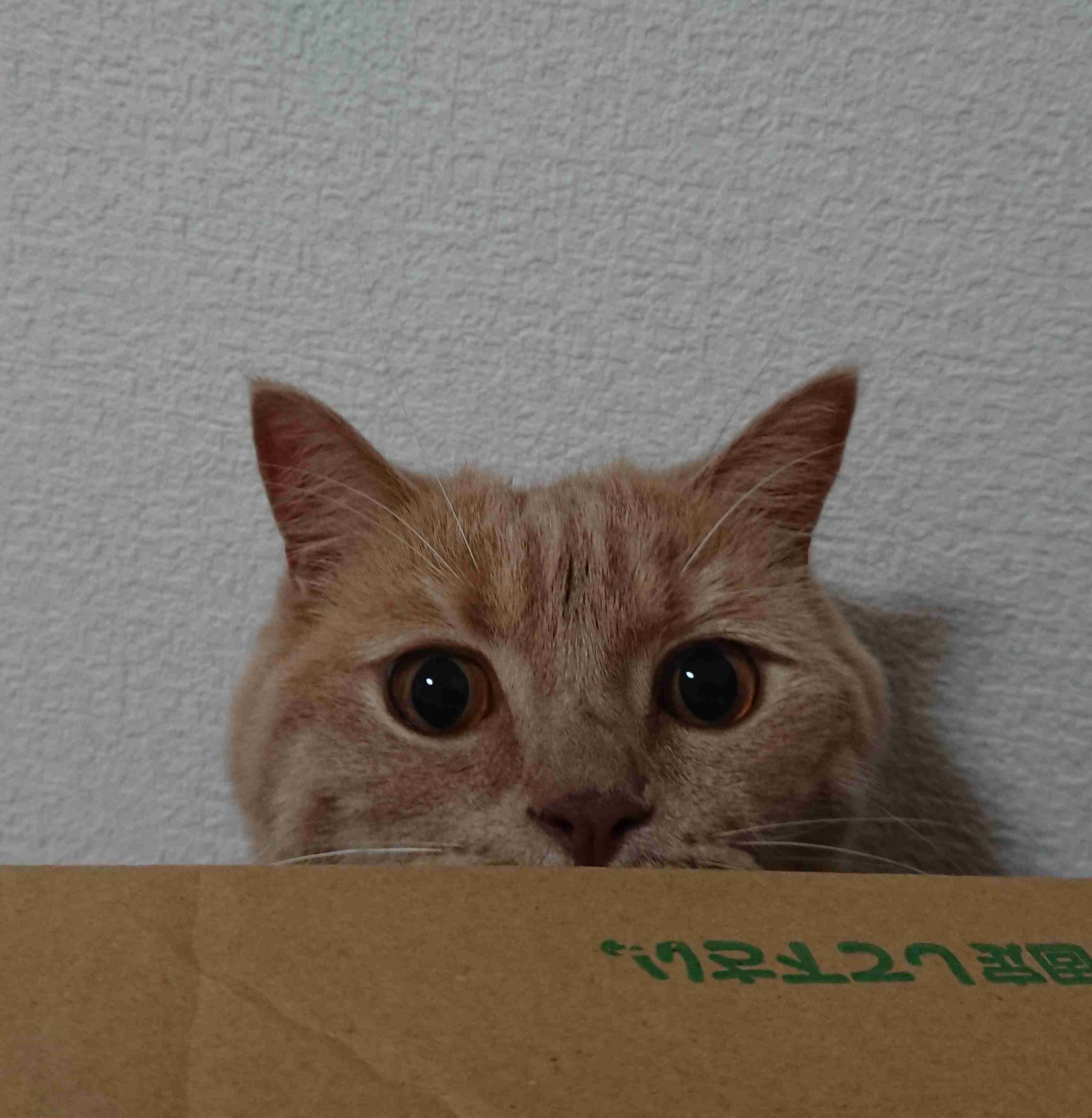 (身バレしない程度に)お宅の猫ちゃん見せてください!part3