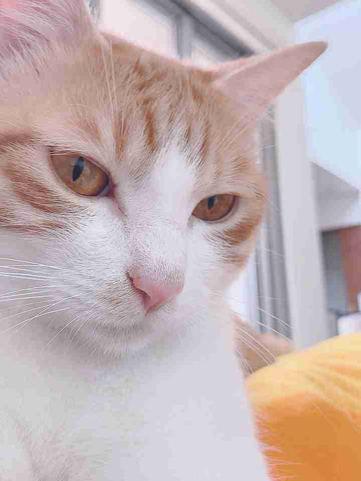 (身バレしない程度に)お宅の猫ちゃん見せてください!part3