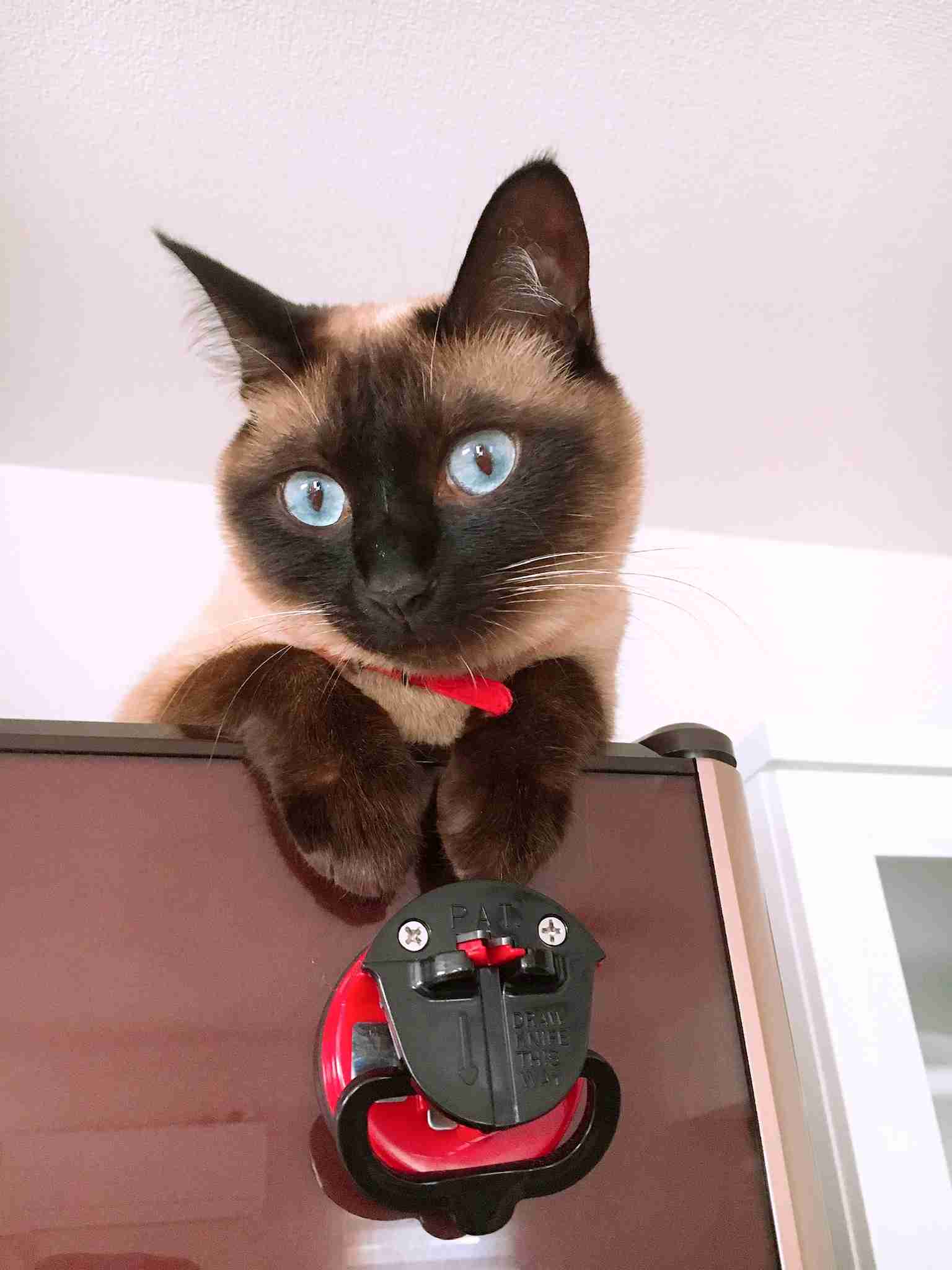 (身バレしない程度に)お宅の猫ちゃん見せてください!part3