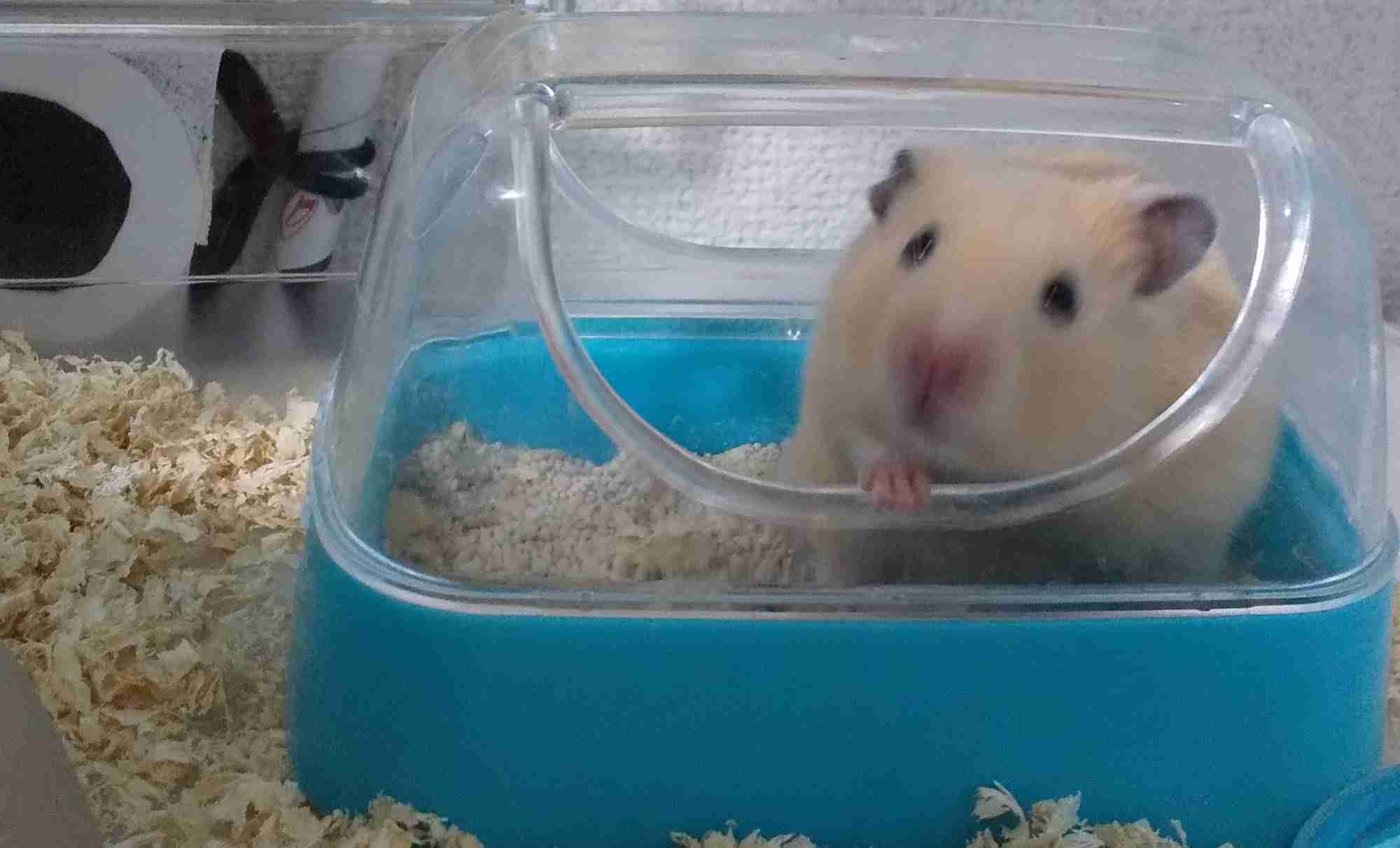 (身バレしない程度に)お宅の猫ちゃん見せてください!part3