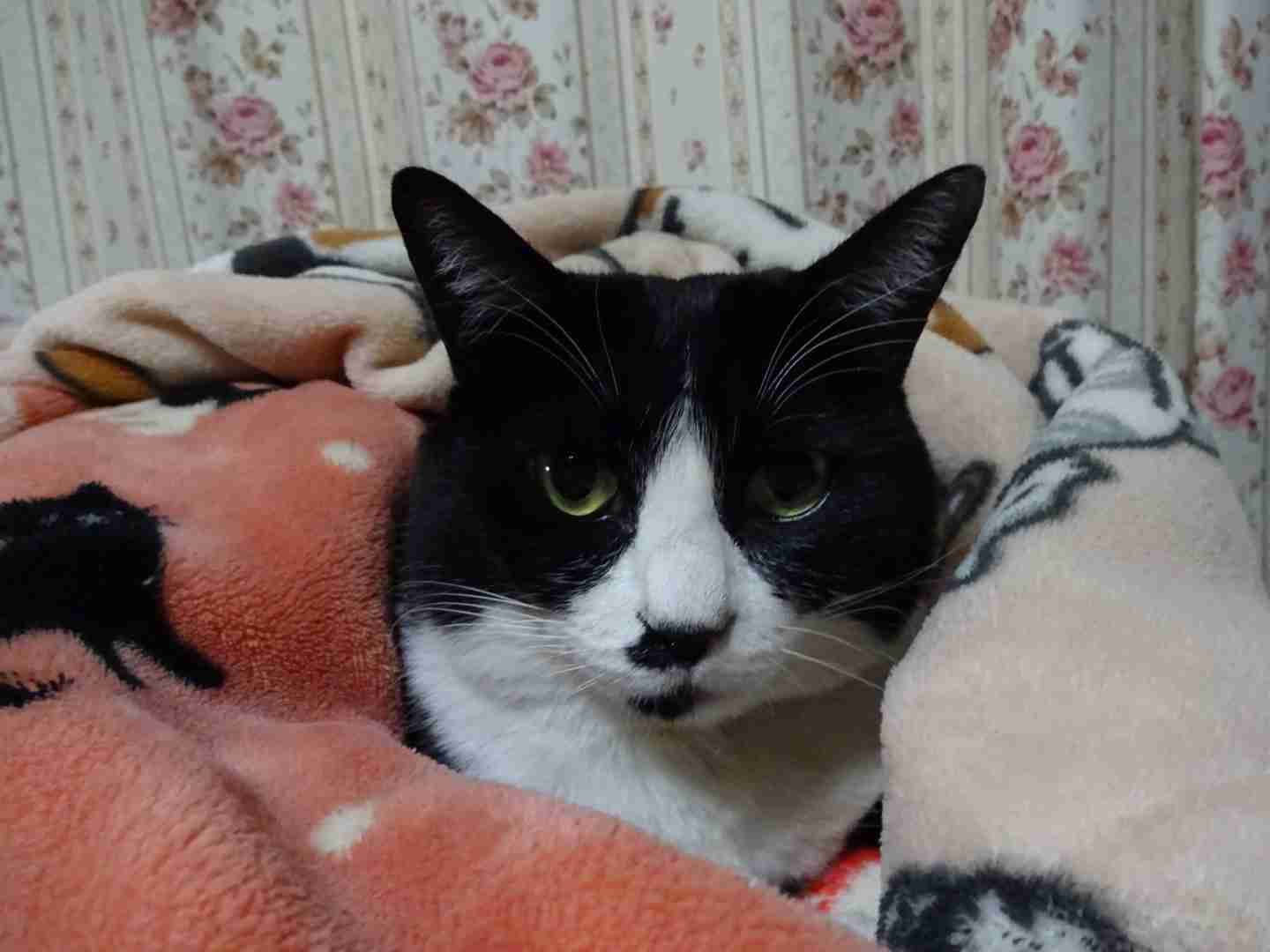 (身バレしない程度に)お宅の猫ちゃん見せてください!part3