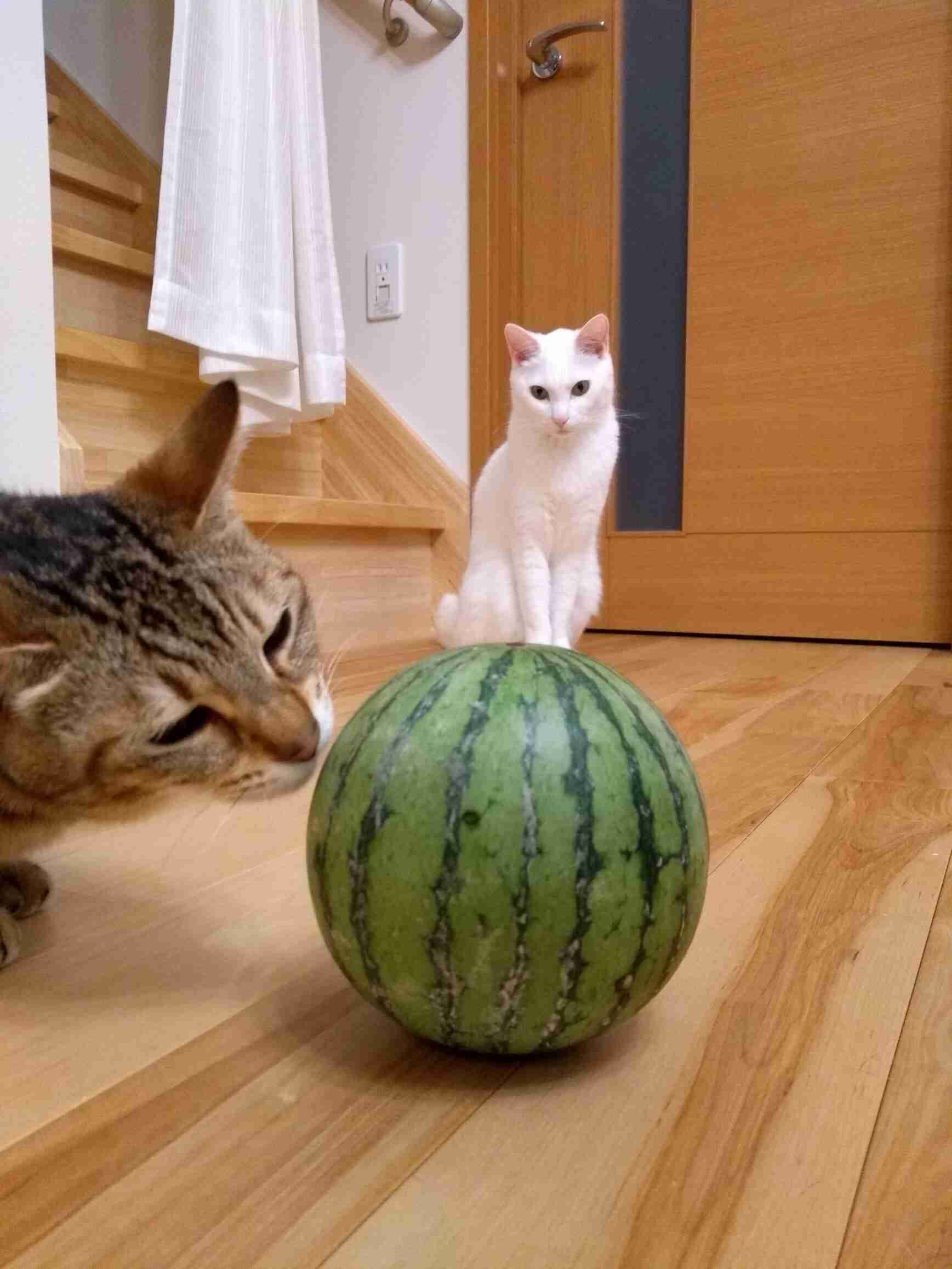 (身バレしない程度に)お宅の猫ちゃん見せてください!part3