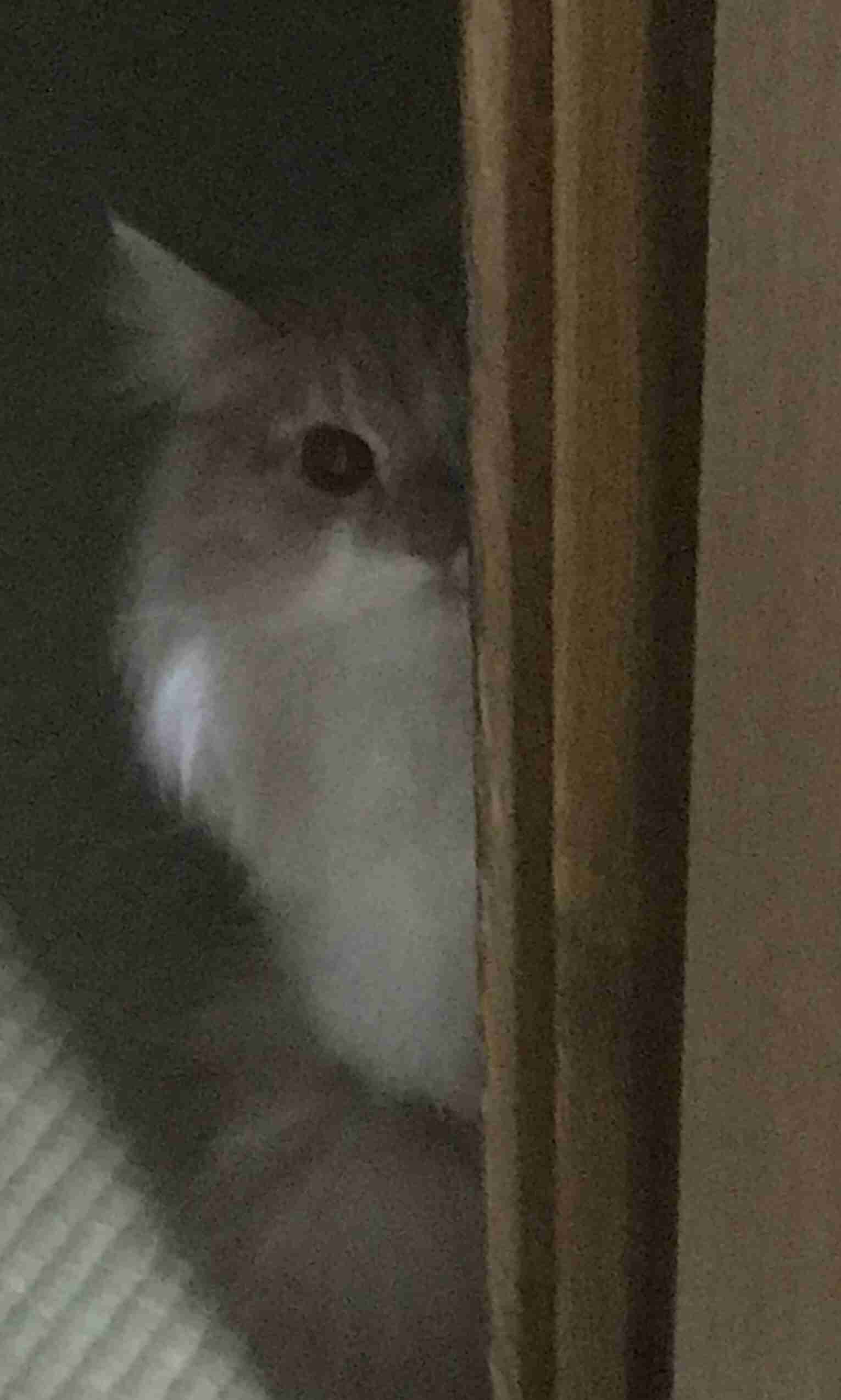 (身バレしない程度に)お宅の猫ちゃん見せてください!part3