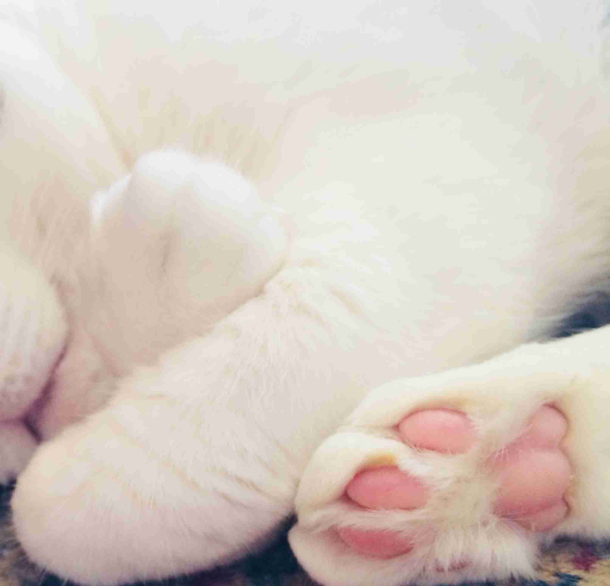 (身バレしない程度に)お宅の猫ちゃん見せてください!part3
